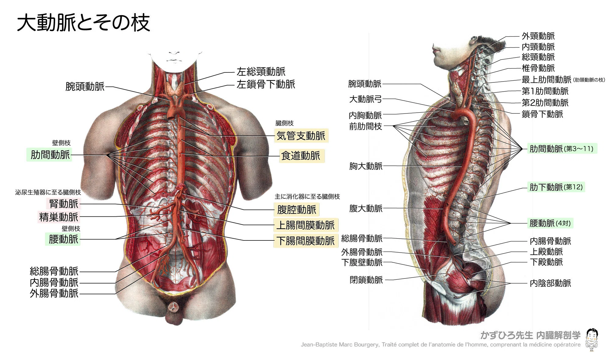 大動脈の枝を1枚で攻略｜弓の3本と壁側枝・臓側枝｜かずひろ先生（黒澤