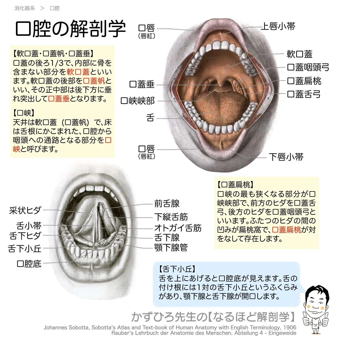 口腔の解剖学｜口蓋・口峡・唾液腺の開口部を図で攻｜かずひろ先生