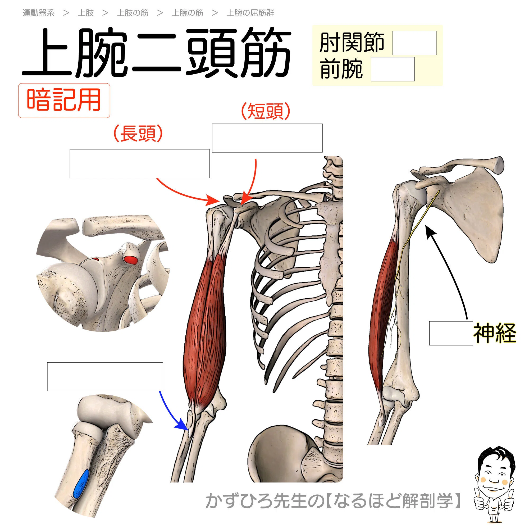 上腕二頭筋を空欄図で完成させる｜起始・停止・神経・作用｜かずひろ
