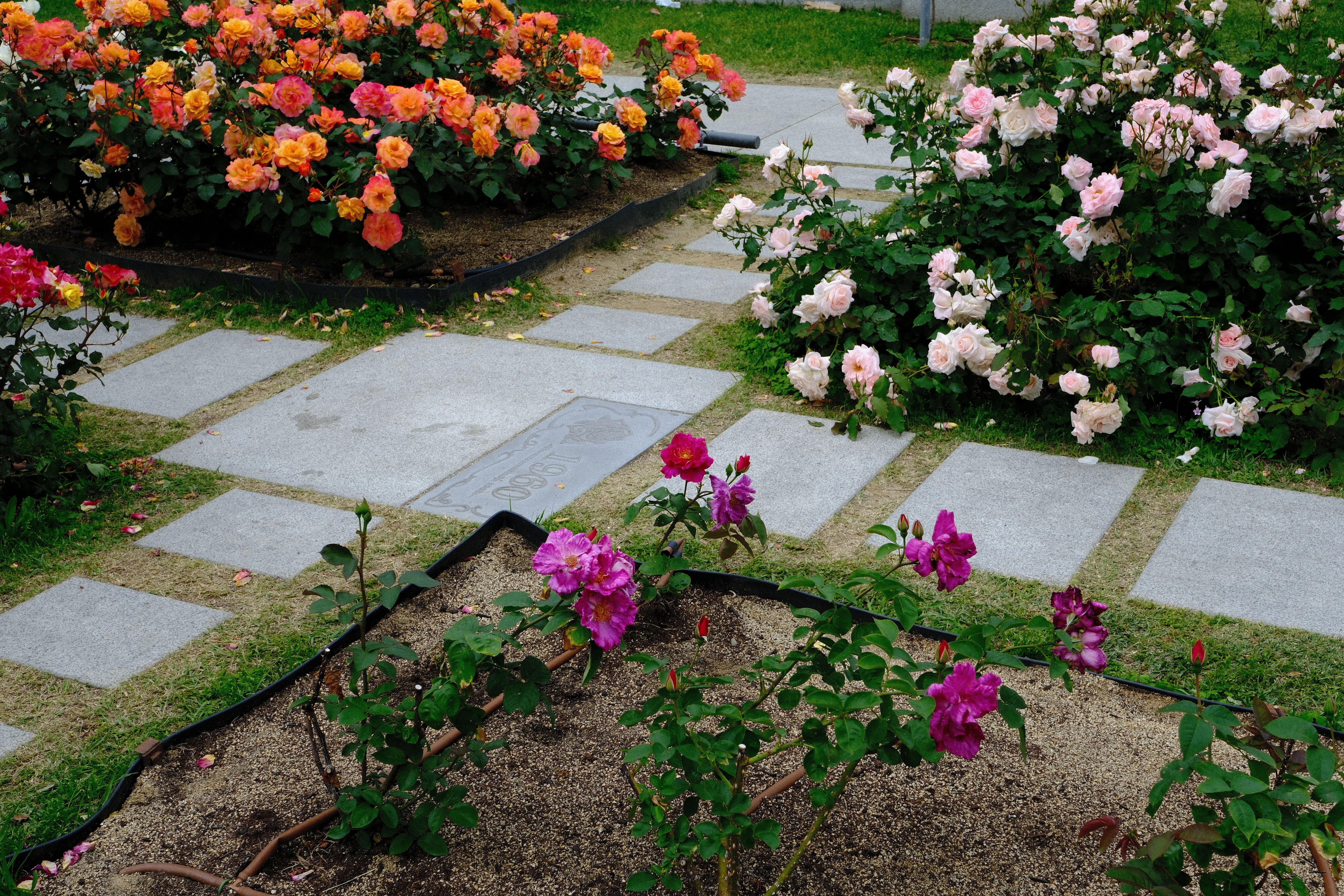 📷X-T30III × 🌹Nakanoshima Rose Garden | 🇬🇧News｜ぱぽにゃん🌹🌳
