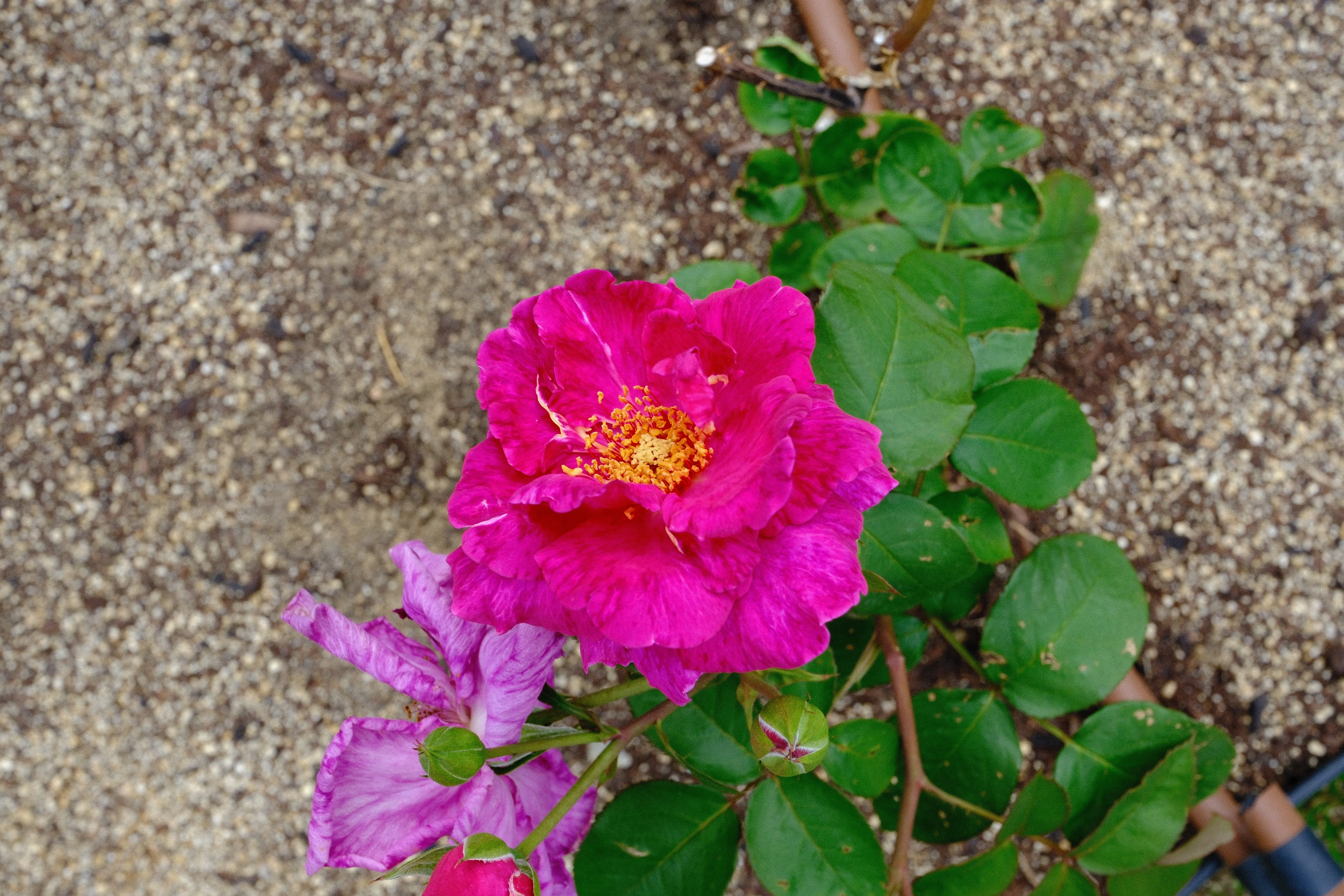 📷X-T30III × 🌹中之島バラ園 ｜ 🇬🇧ニュース（News）｜ぱぽにゃん🌹🌳
