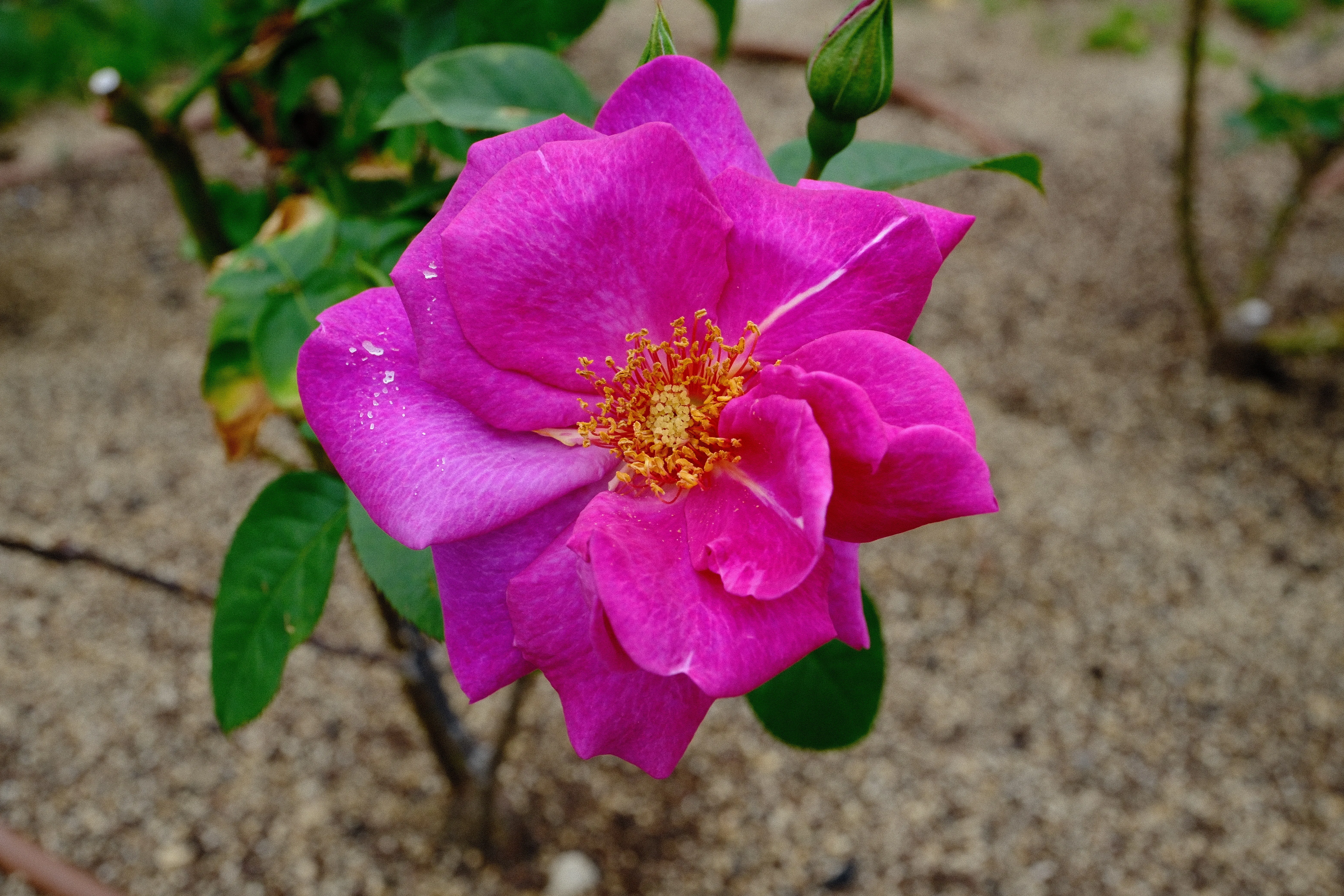 📷X-T30III × 🌹中之島バラ園 ｜ 🇬🇧ニュース（News）｜ぱぽにゃん🌹🌳