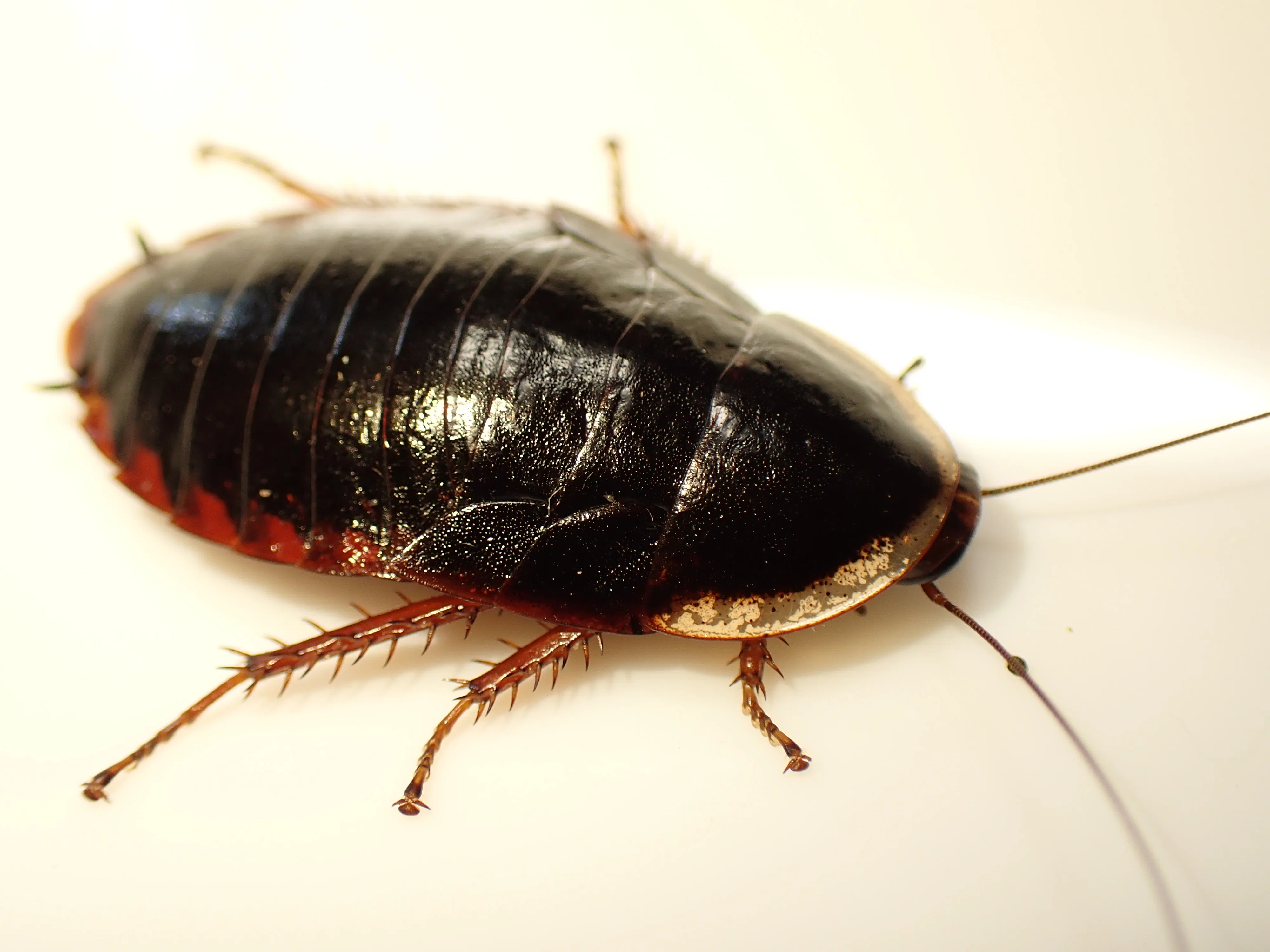 この虫は、ゴキブリ？ ～サツマゴキブリの話～｜ペストコントロール