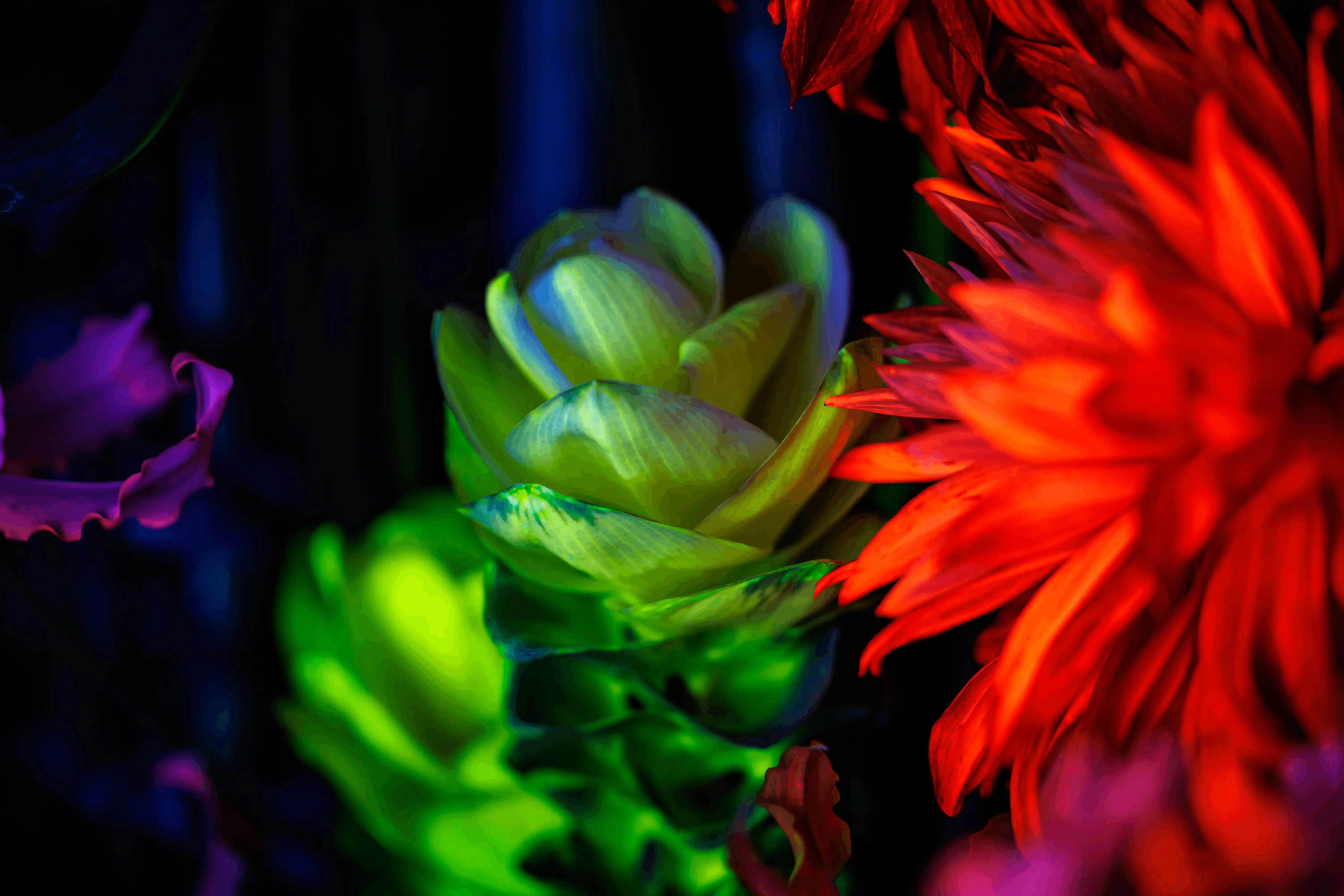光る花 発光する花を引き立たせる黒背景。撮影の反射問題と編集手間を一掃した