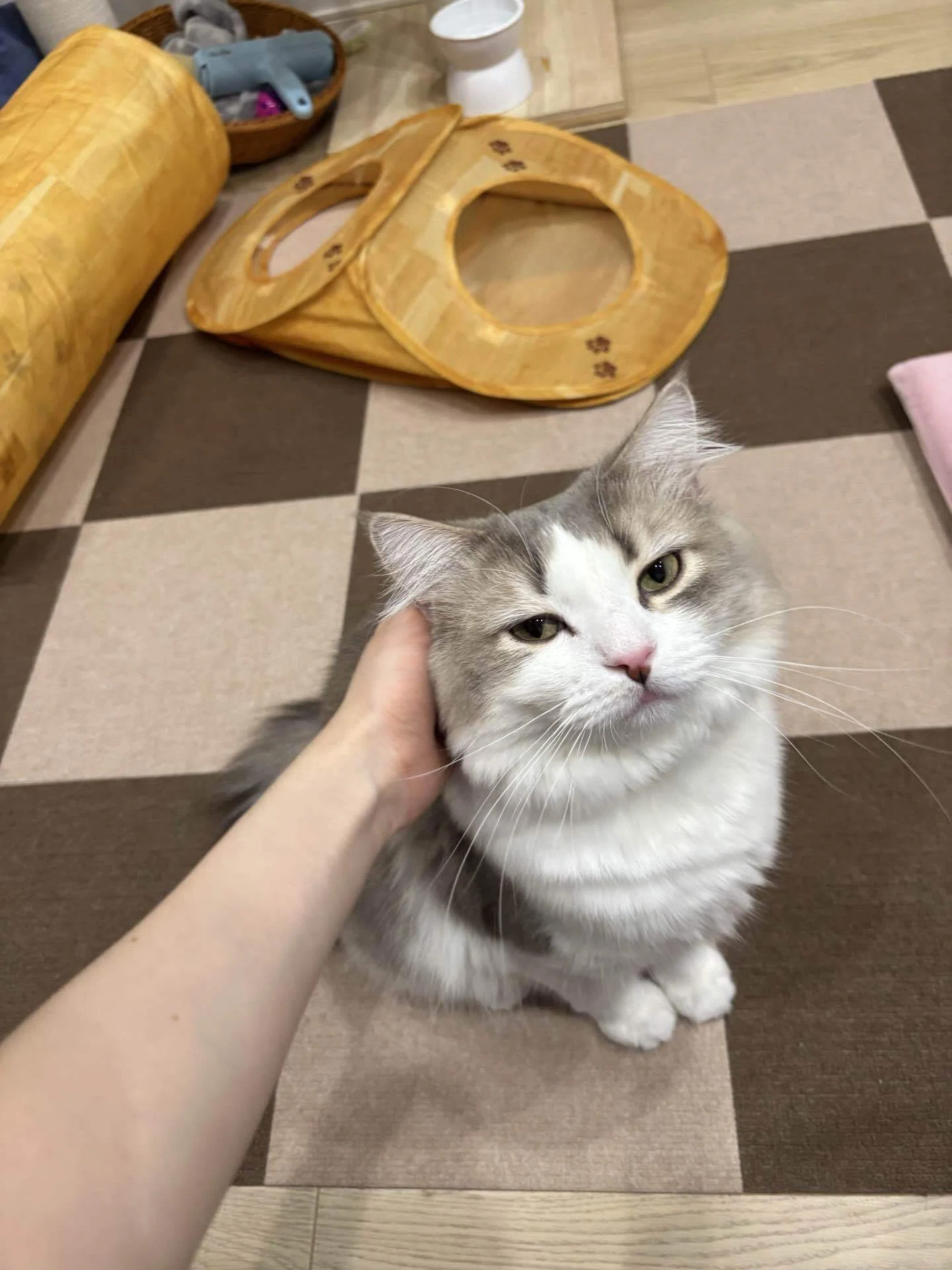 愛猫ちゅぺ&ちゃぴ日記｜久々更新！猫たち元気です｜tyu.pe_fuwaneko