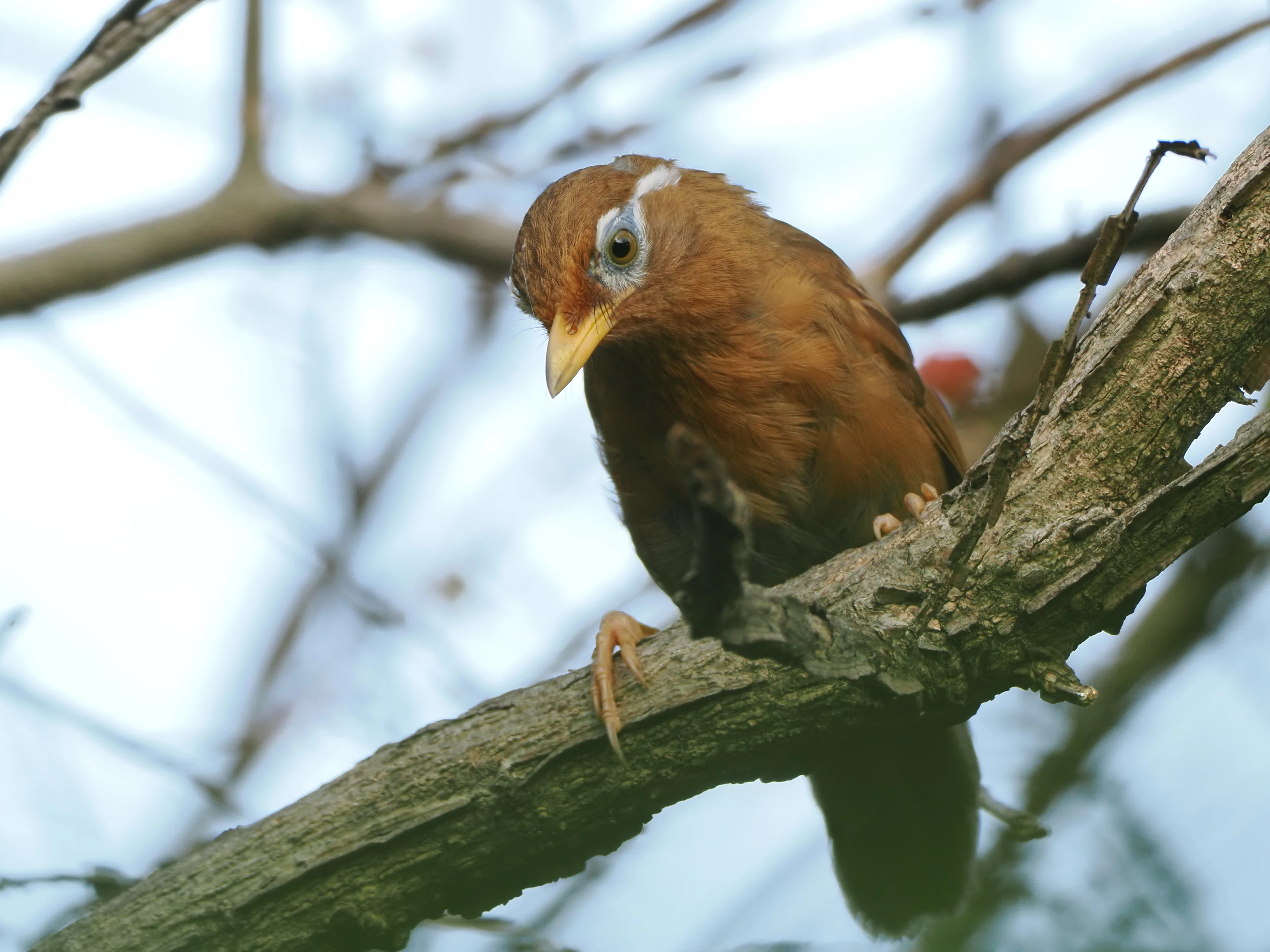 4時半起きで野鳥を撮る日々｜OM-1 Mark II + 300mm F4.0｜実写レビュー