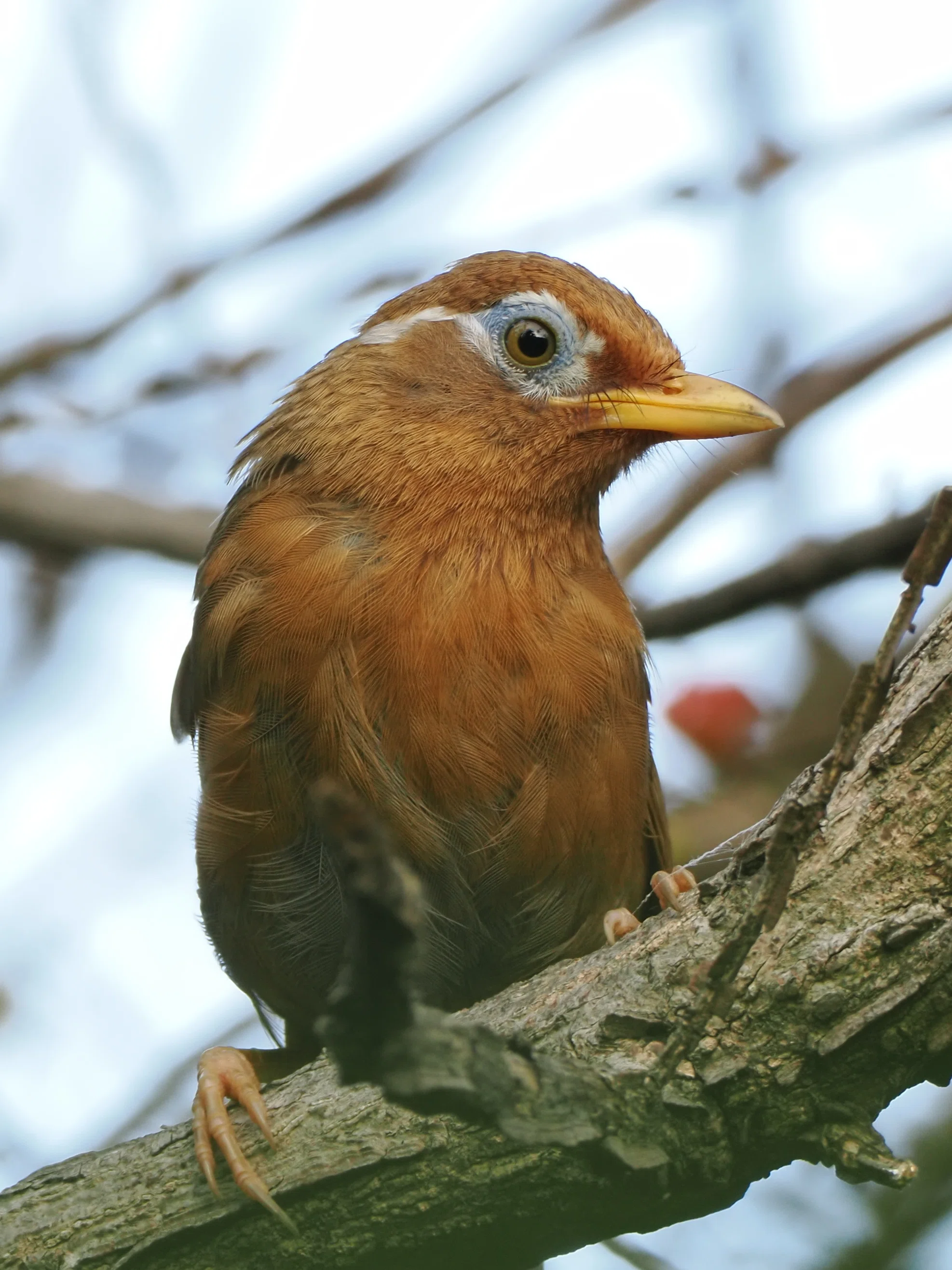 4時半起きで野鳥を撮る日々｜OM-1 Mark II + 300mm F4.0｜実写レビュー