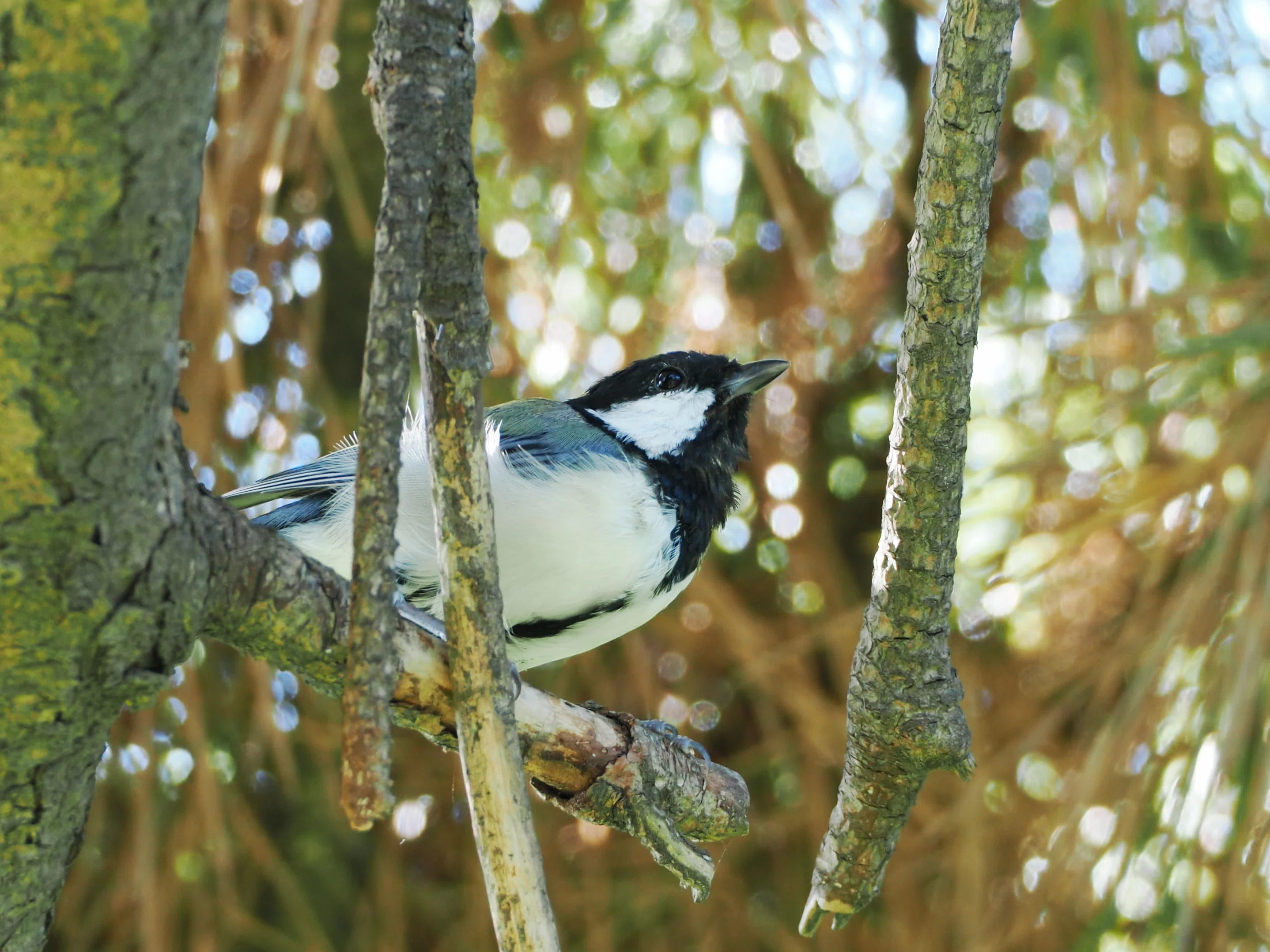 4時半起きで野鳥を撮る日々｜OM-1 Mark II + 300mm F4.0｜実写レビュー
