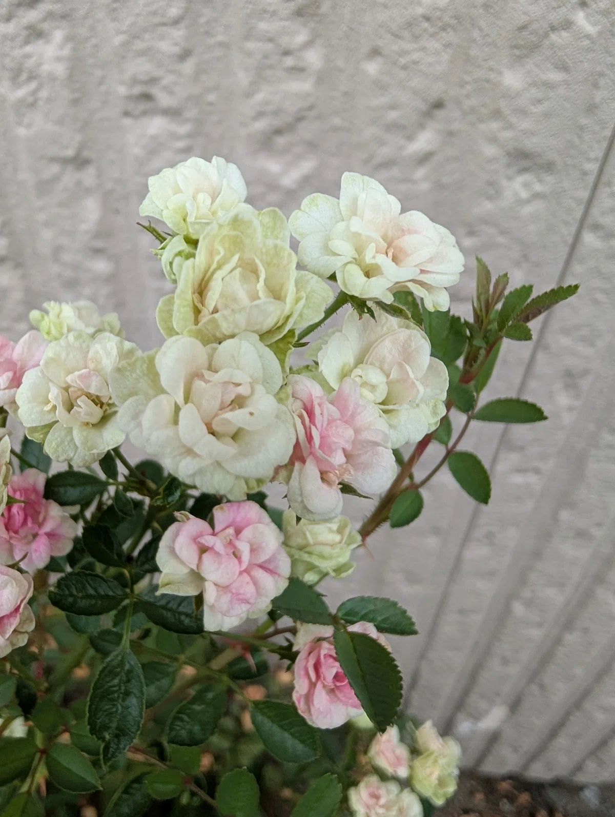 [The Mini Rose Discoloration Case] (Conan Style) The pink roses have ...