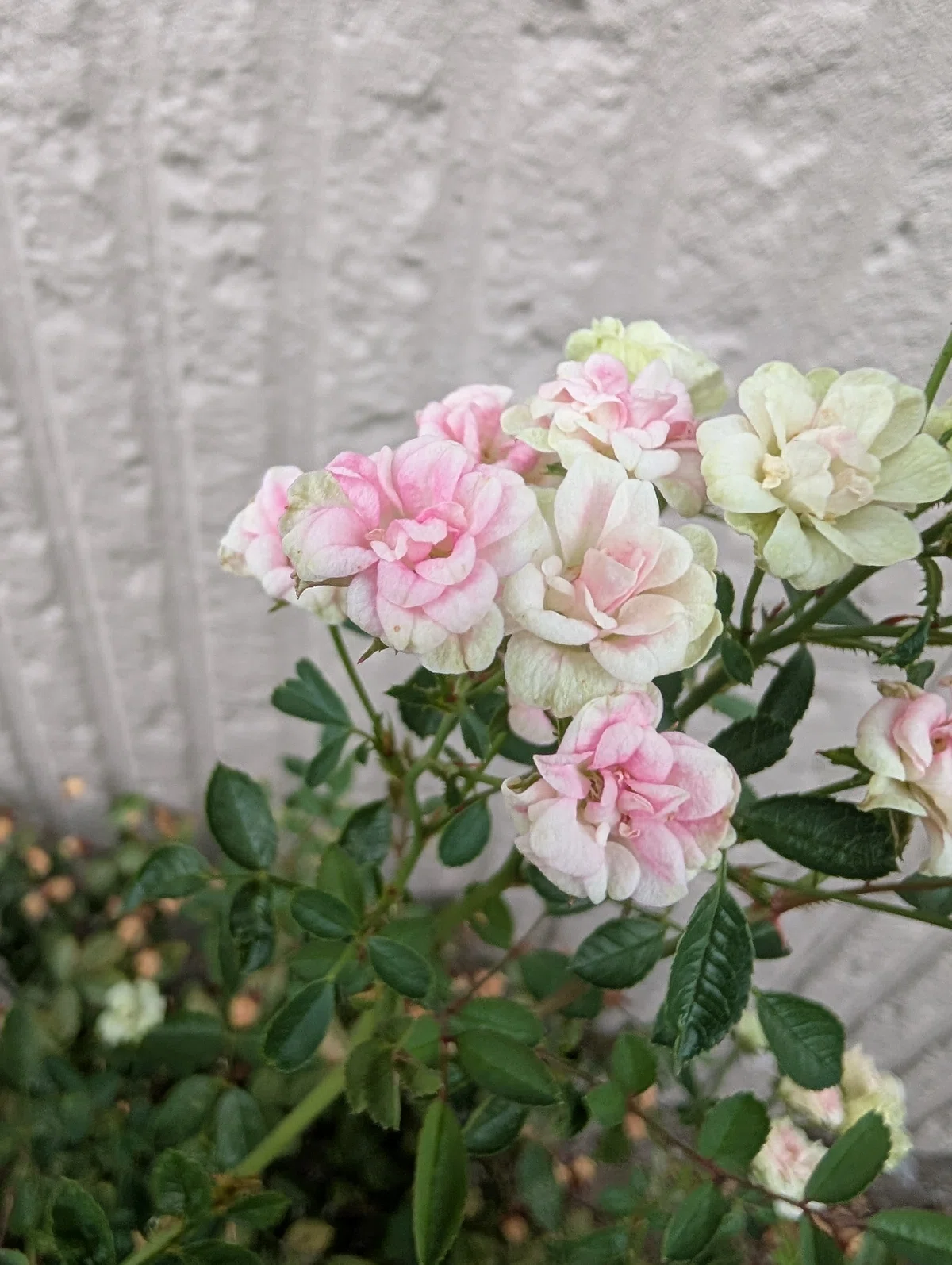 [The Mini Rose Discoloration Case] (Conan Style) The pink roses have ...
