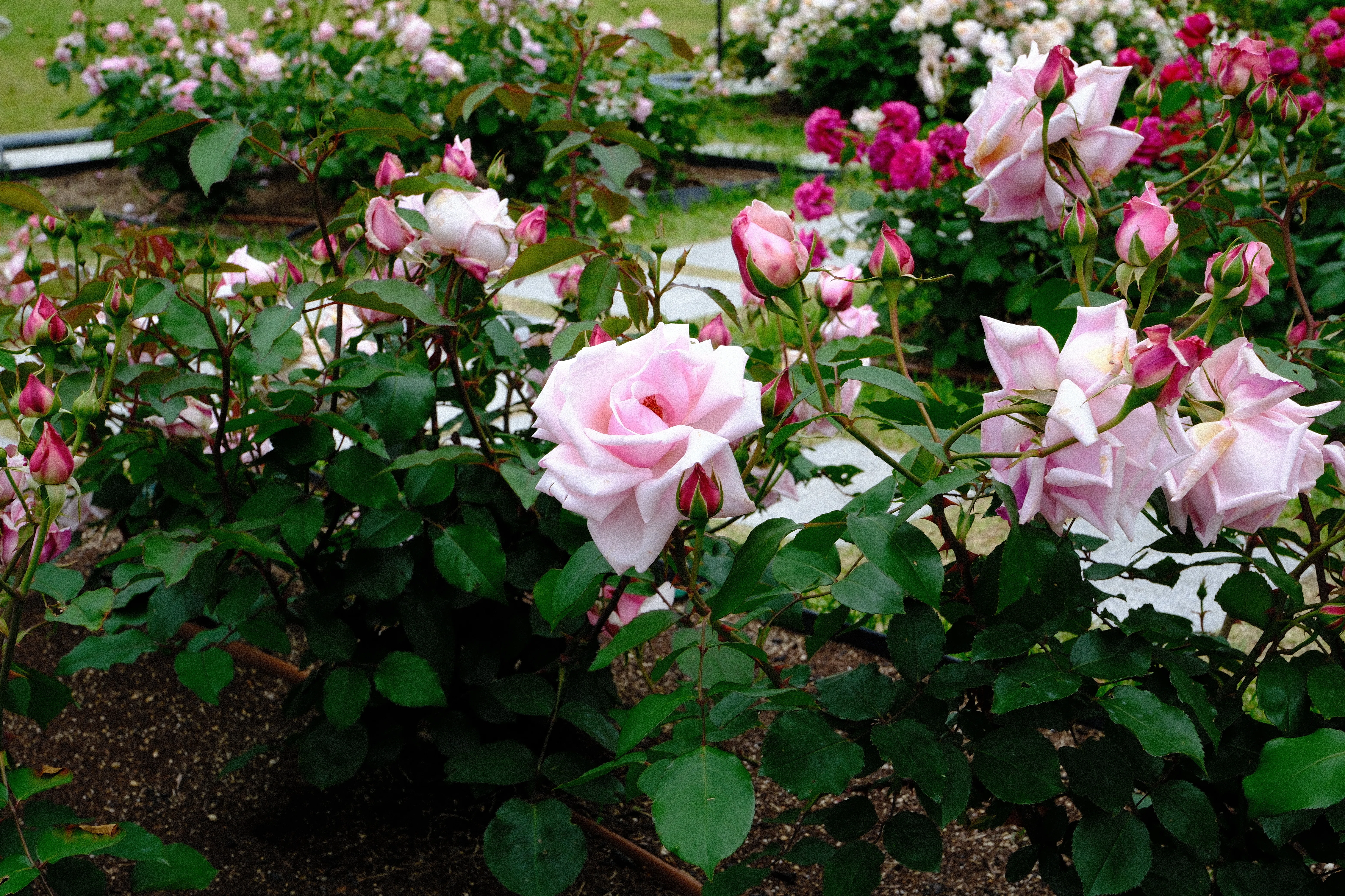 📷X-T30III × 🌹Nakanoshima Rose Garden | 🇬🇧Lady Mary Fitzwilliam