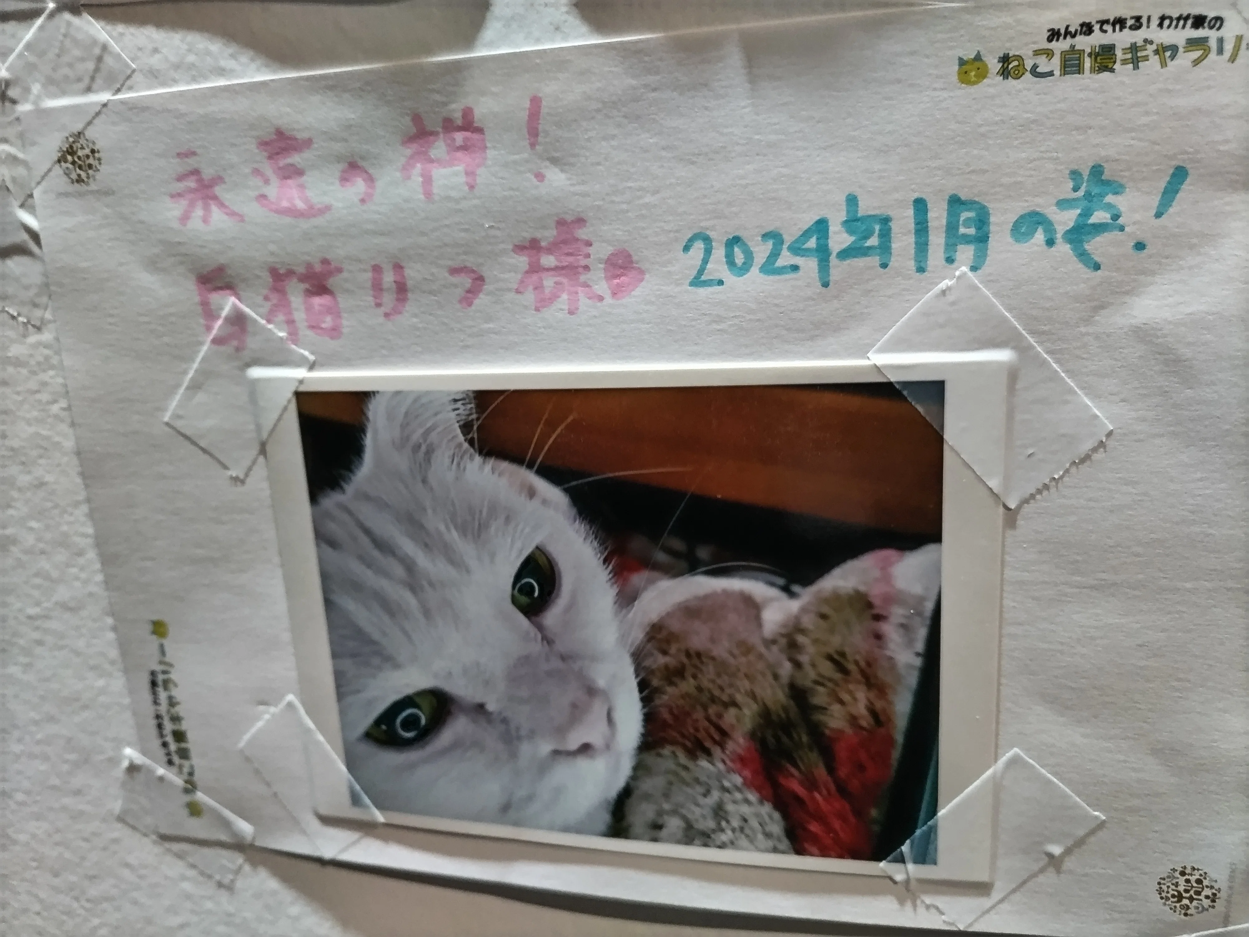 8/8岩合光昭写真展ご当地ねこ行ってきた｜白瀬南極