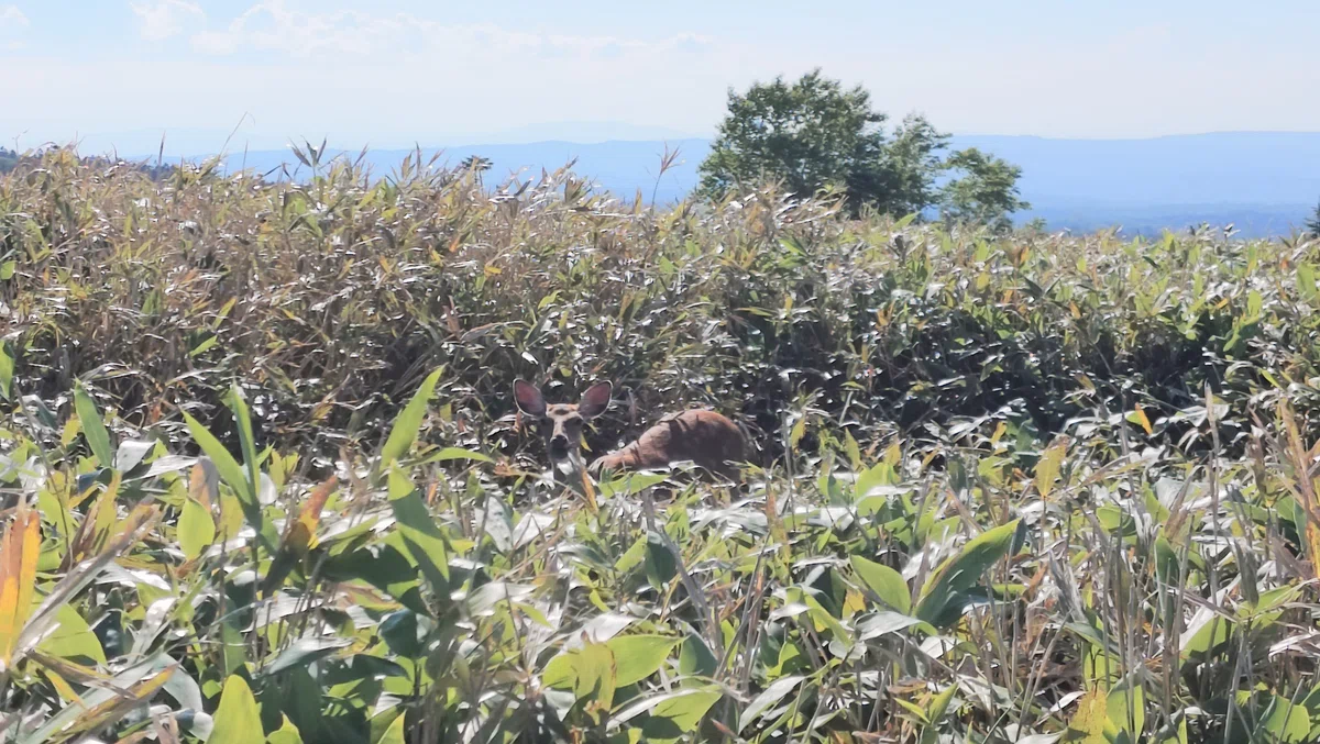 美幌峠 熊笹とエゾシカ