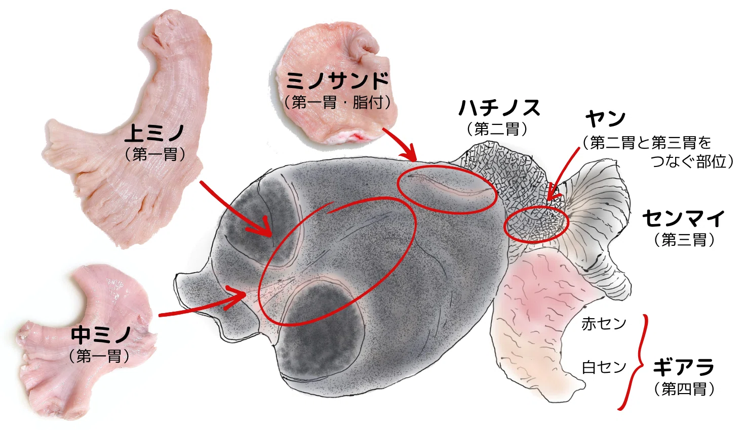 ミノ どこ の 部位