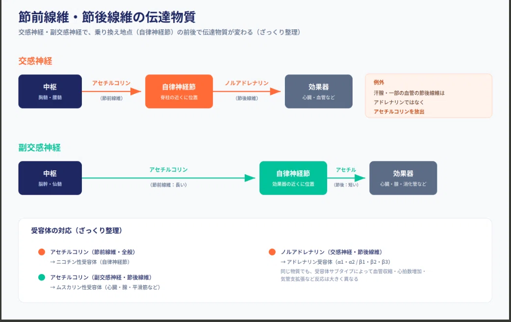 自律神経を知る〜神経伝達物質〜#3|KENTARO TAKENO (BODYWORKER)