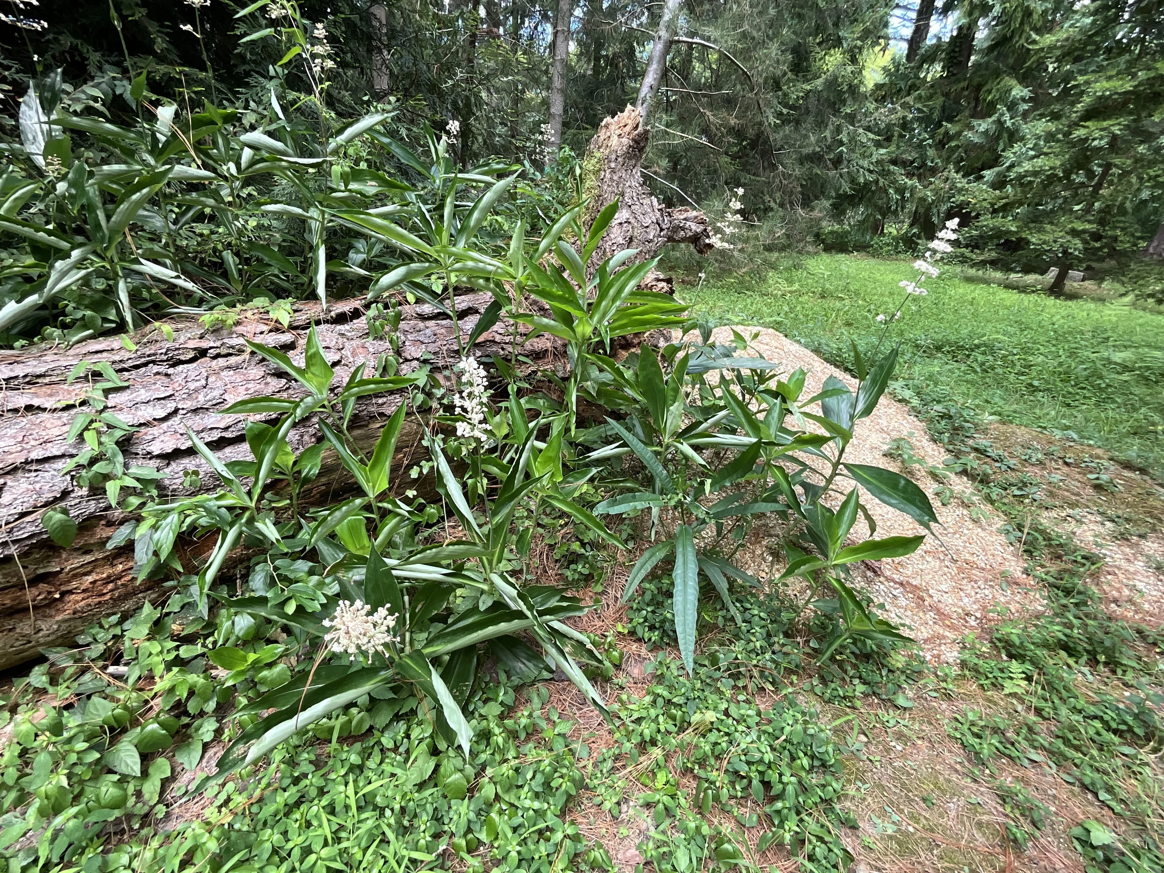 ヤブミョウガ（京都府立植物園）：2026年8月12日（水）｜藤井秀昭