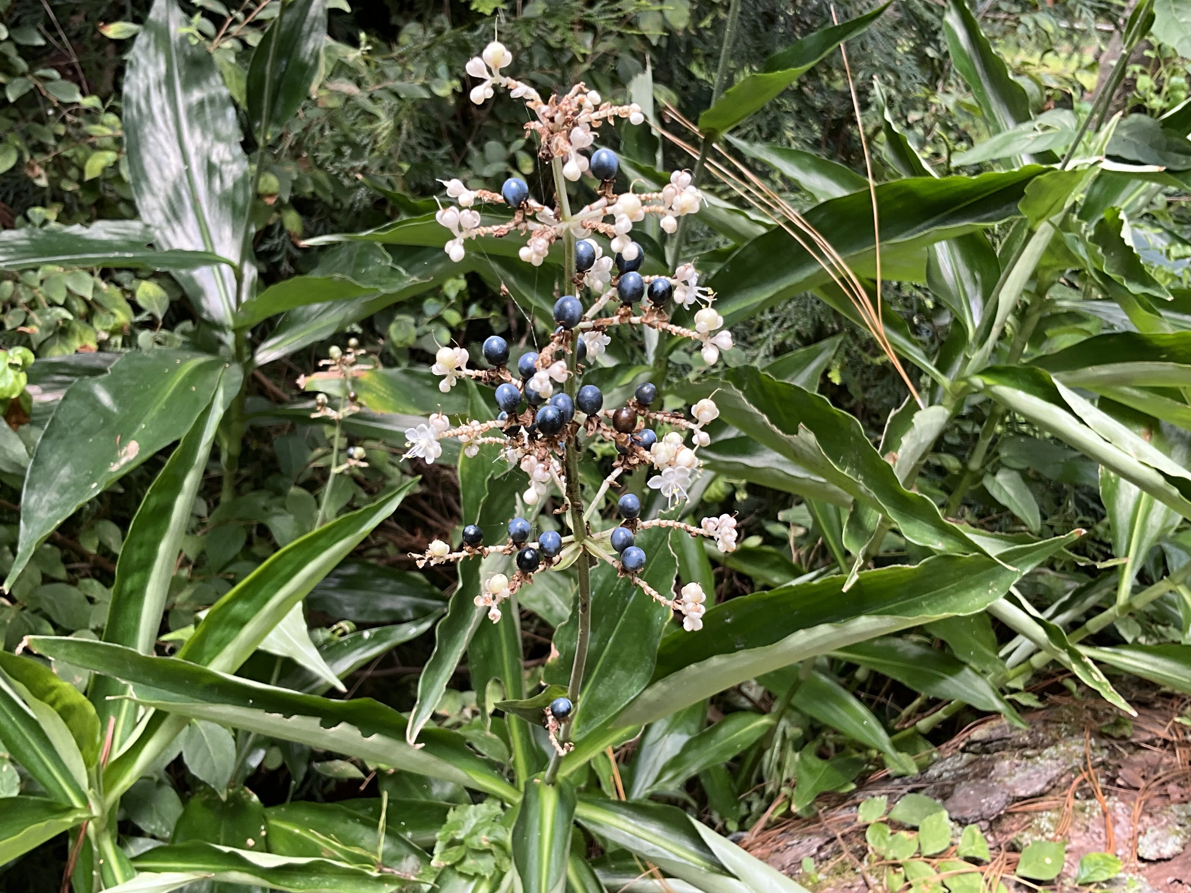 ヤブミョウガ（京都府立植物園）：2026年8月12日（水）｜藤井秀昭