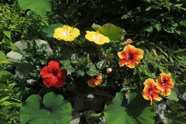 リセット？ハイビスカス｜極楽鳥花植物園
