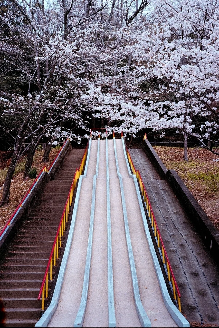 立秋も過ぎ、暦の上では秋ですが、今年の桜の写真のお話です(^^;｜Hide