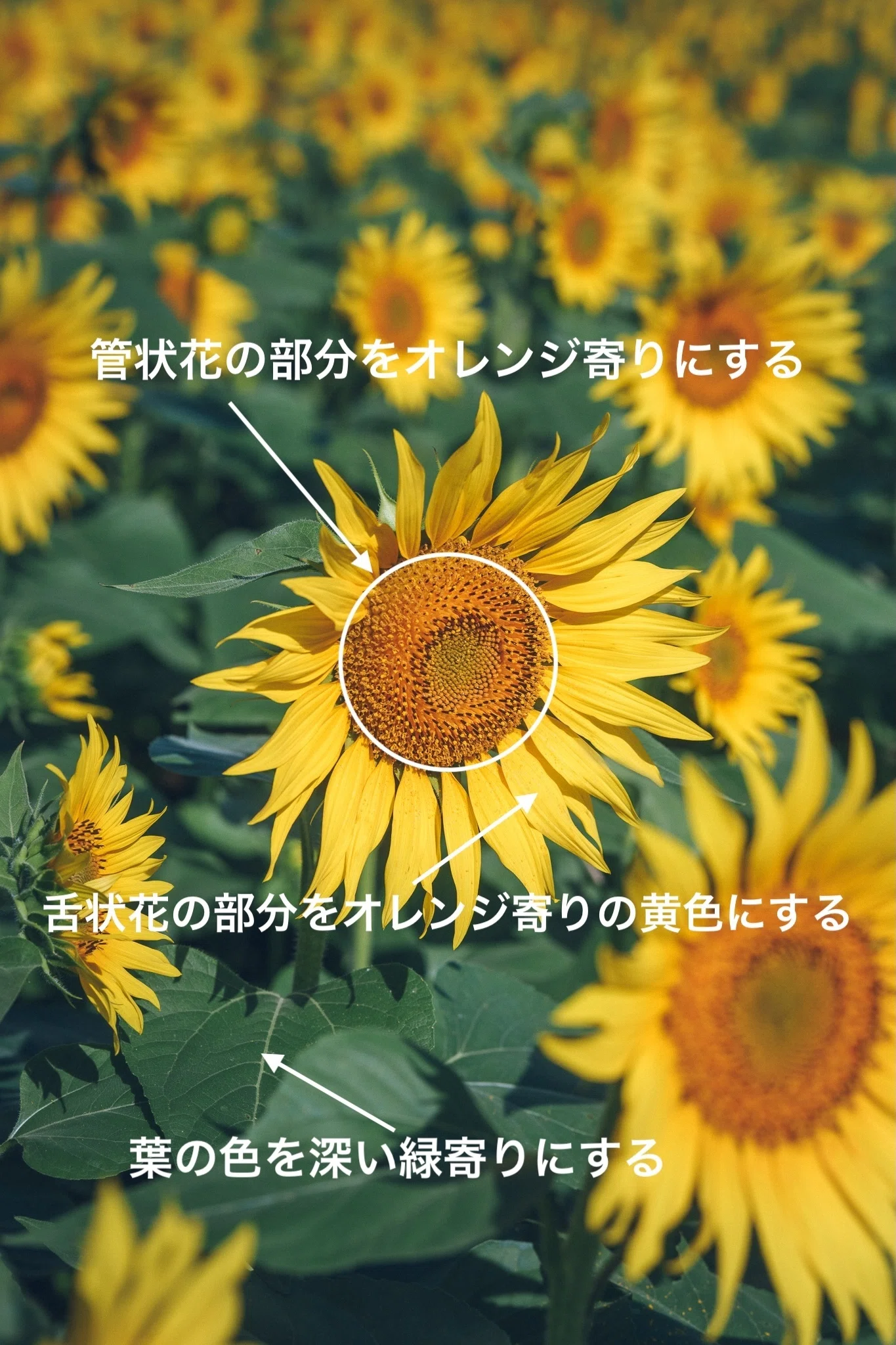 ひまわりの花の写真の仕上げ方について｜Takahide Yamato 大和貴英