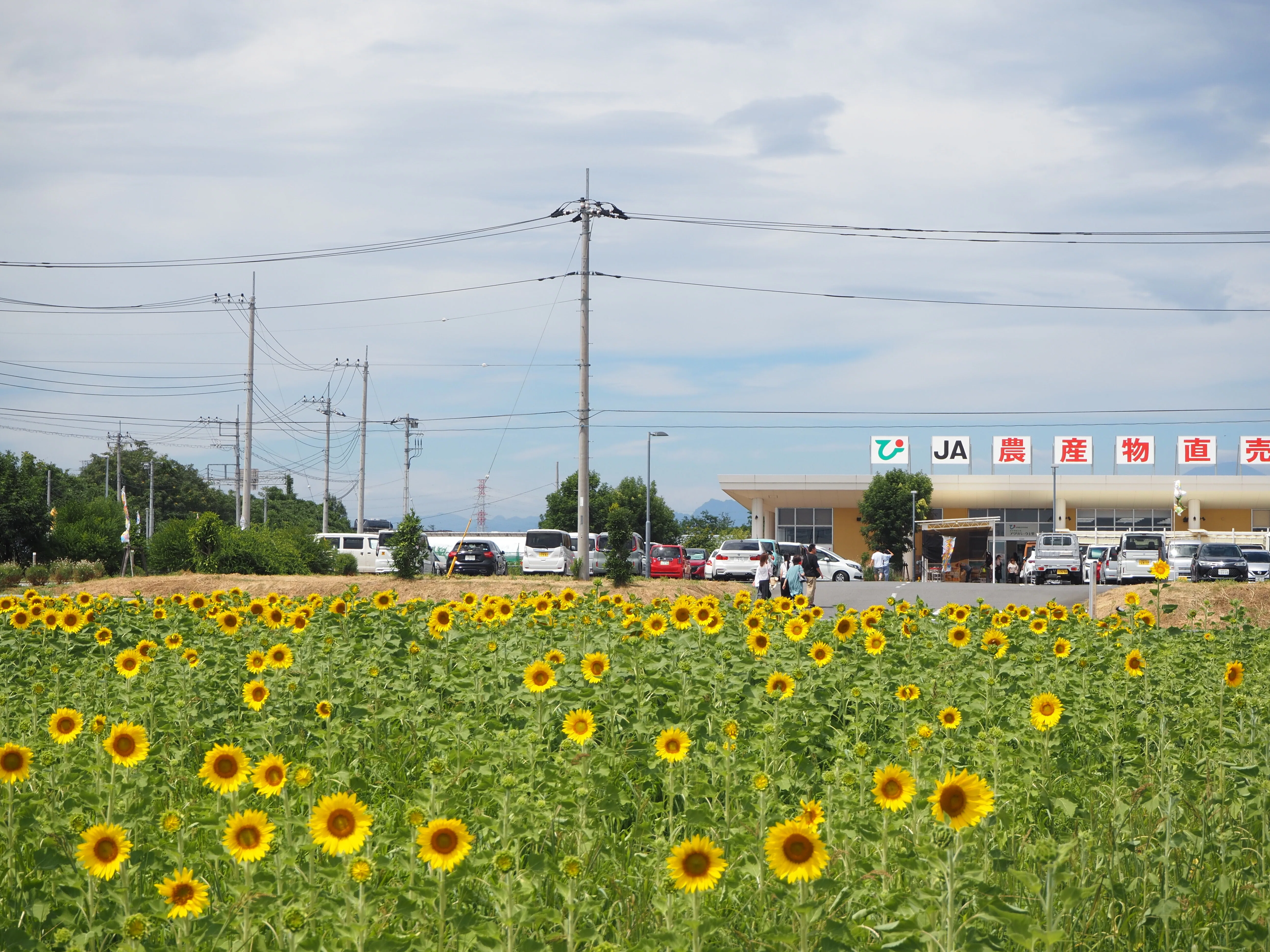 A Sunflower Field That Was a Little Early｜わた