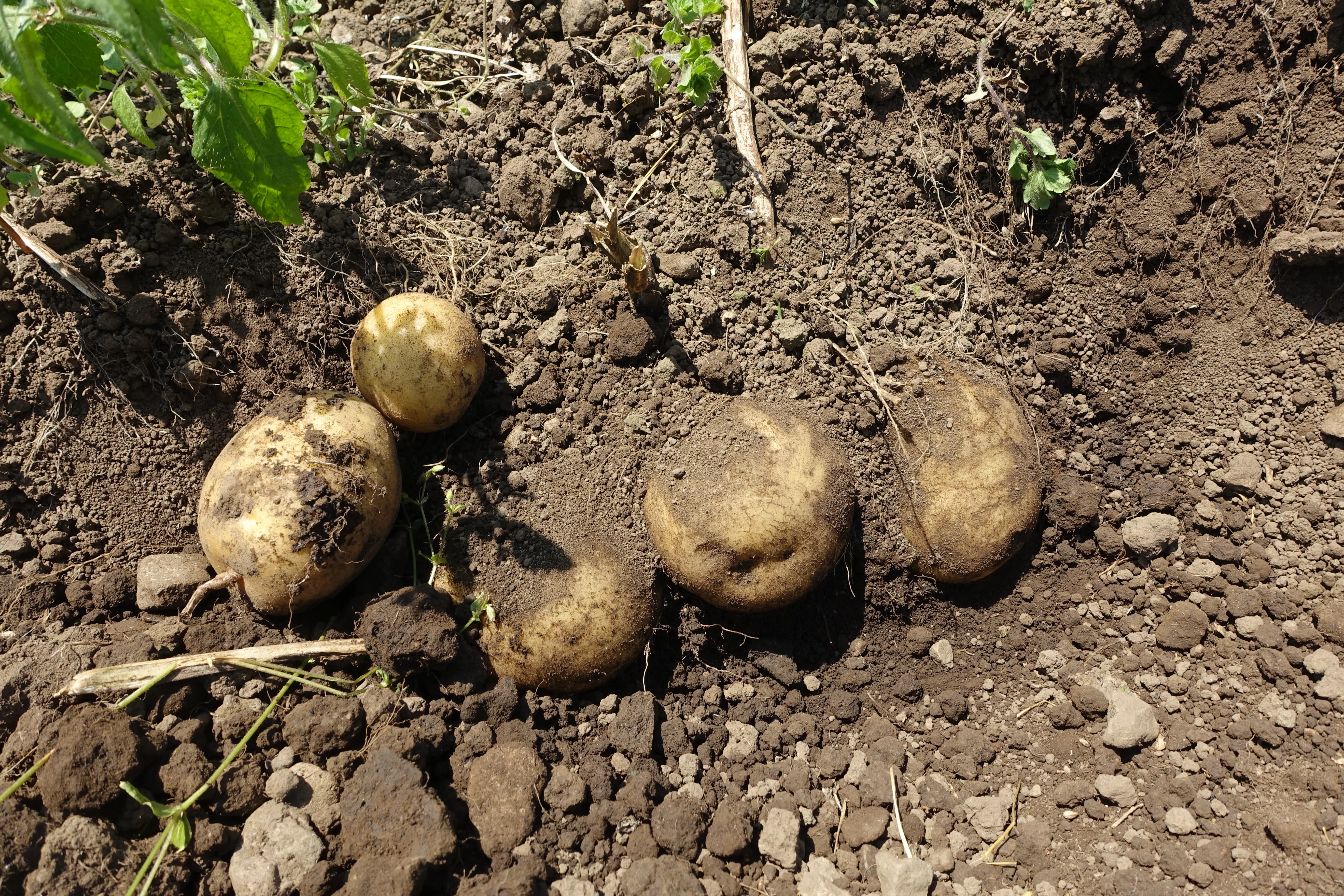Farming Information #9: Evaluation of Potato Varieties Suitable