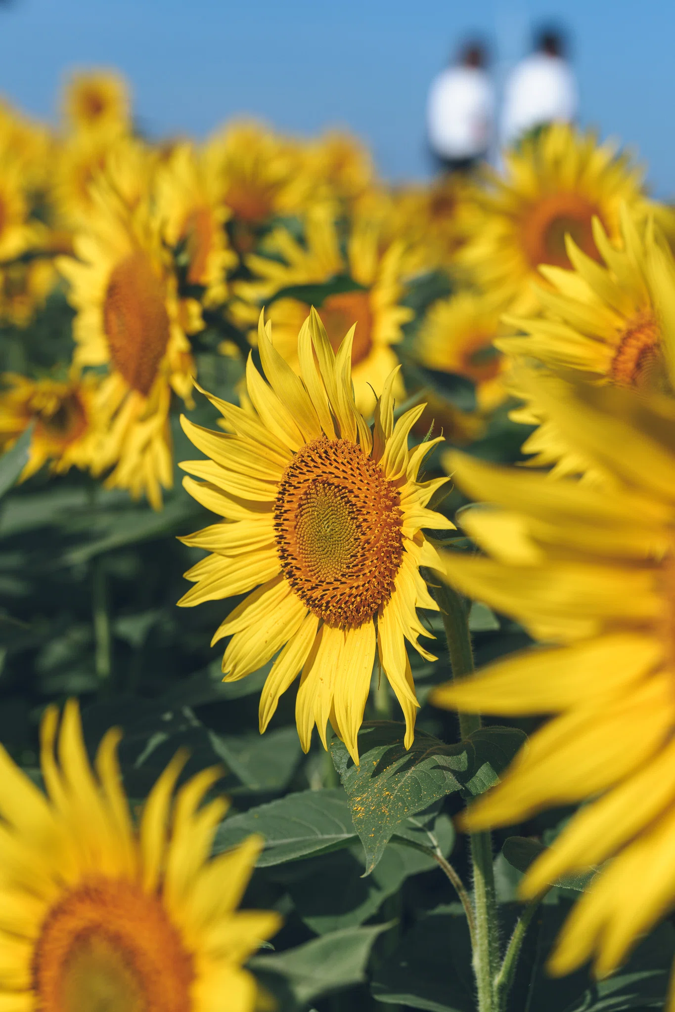 ひまわりの花の写真の仕上げ方について｜Takahide Yamato 大和貴英