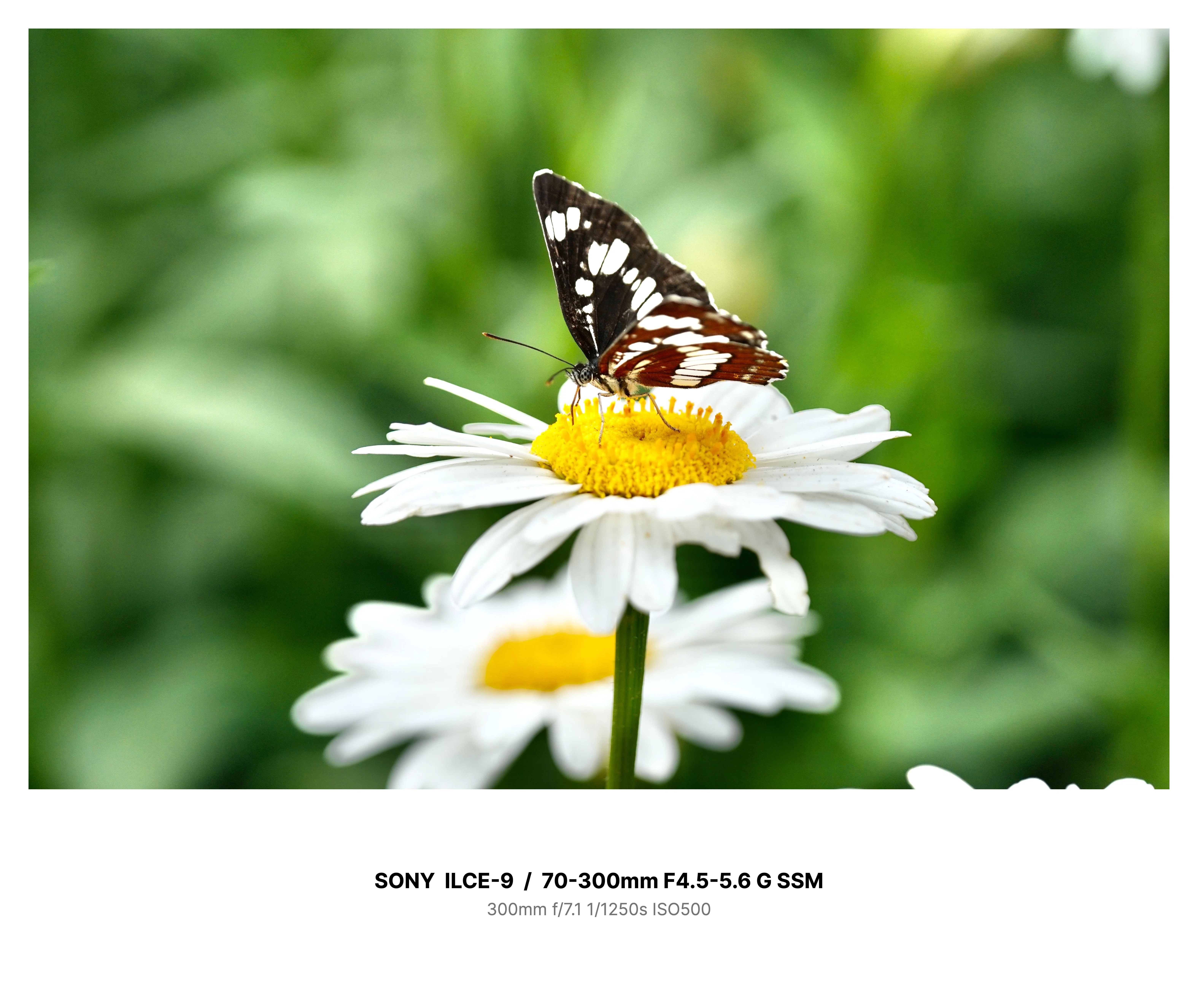 花と蝶の写真｜TOLIMAN Hondα