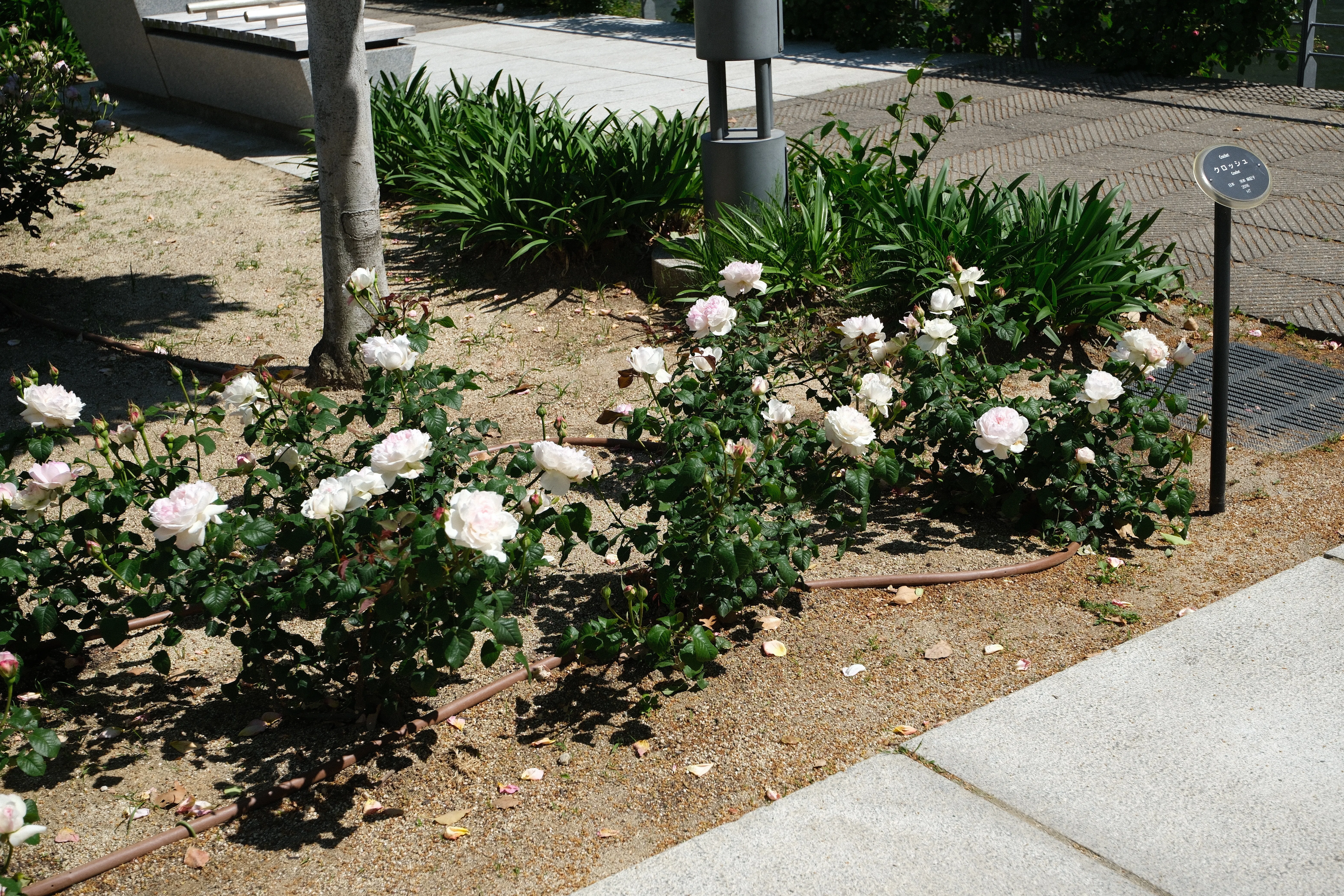 📷X-T30III × 🌹Nakanoshima Rose Garden | 🇯🇵Crochet｜ぱぽにゃん🌹🌳