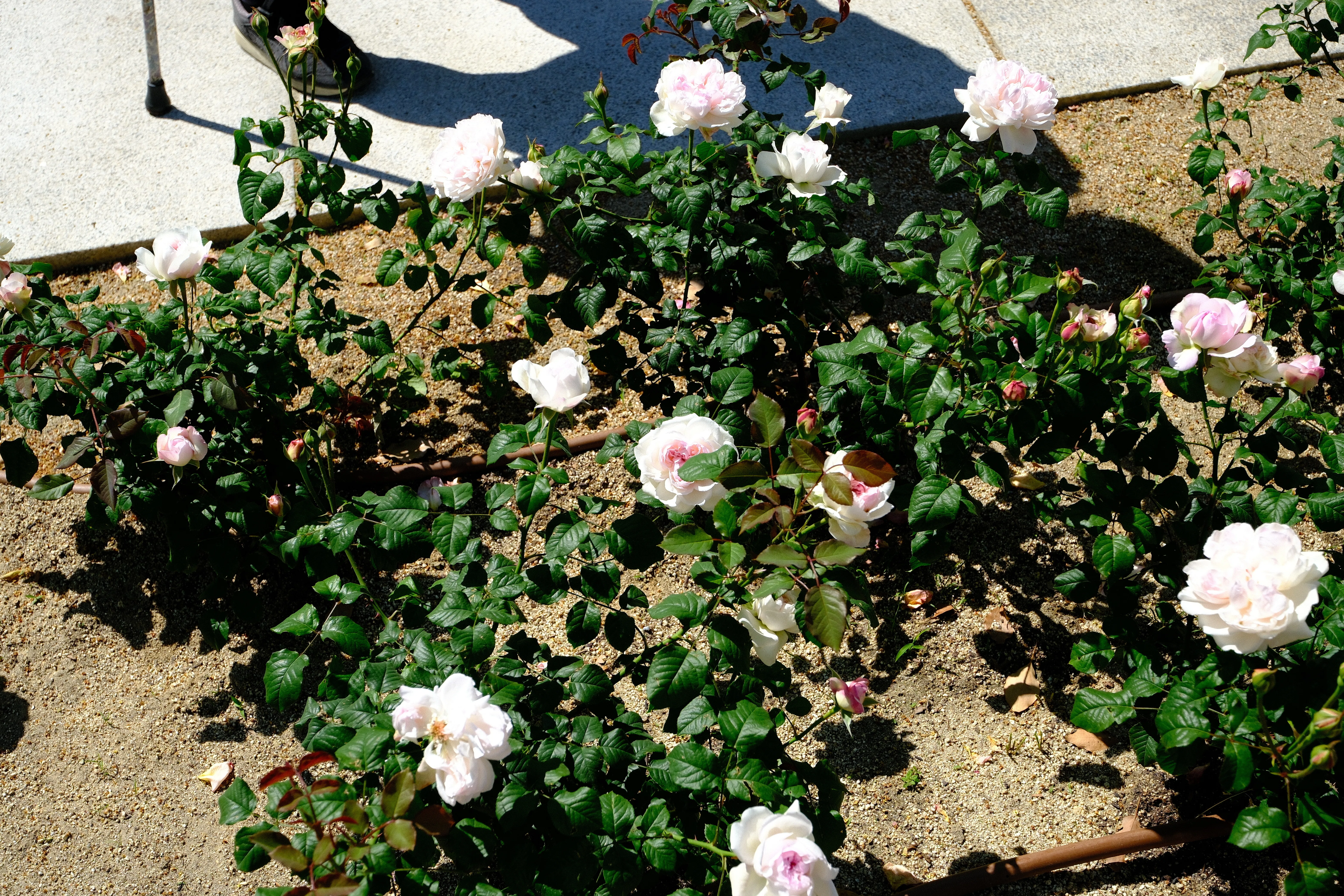 📷X-T30III × 🌹Nakanoshima Rose Garden | 🇯🇵Crochet｜ぱぽにゃん🌹🌳