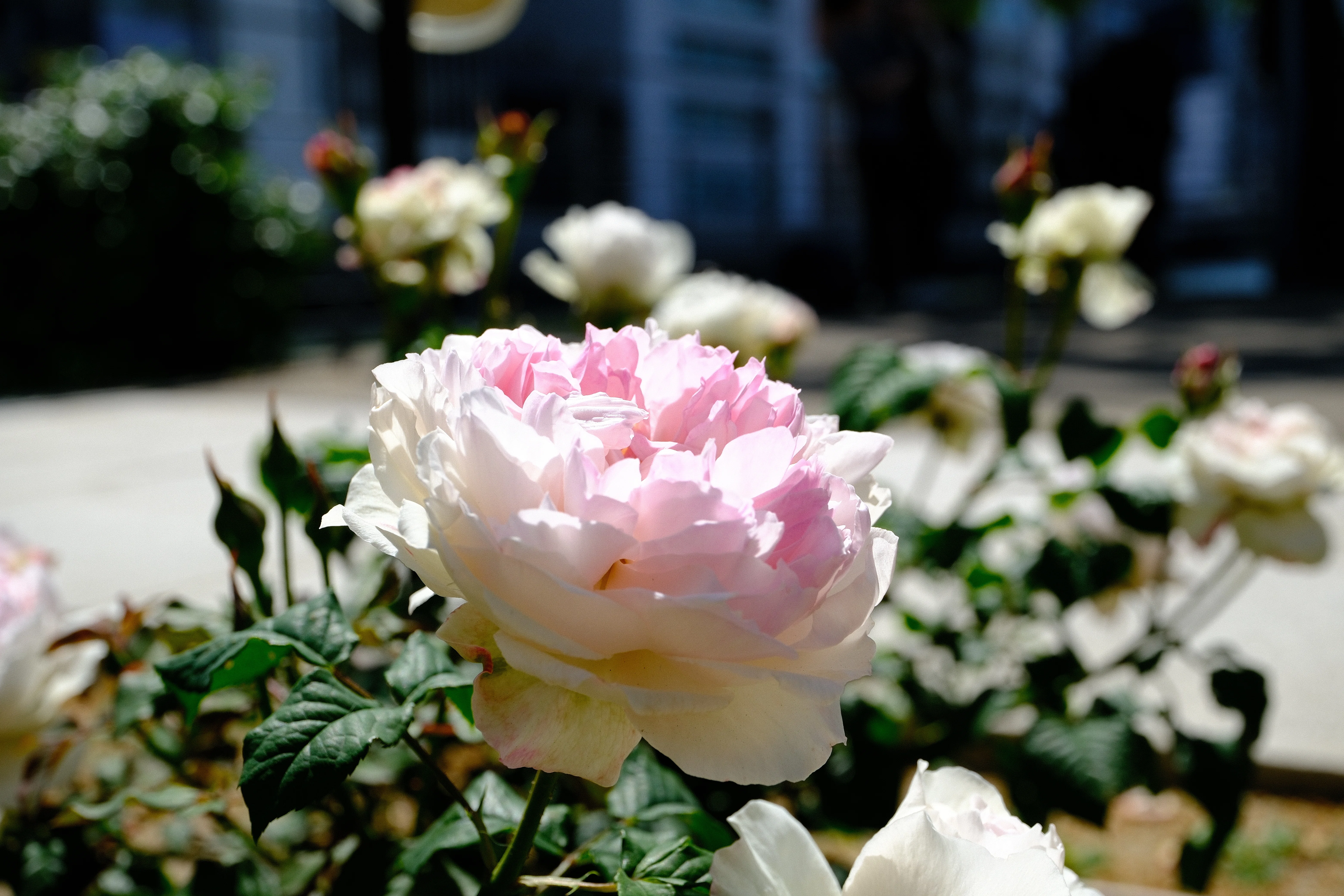 📷X-T30III × 🌹Nakanoshima Rose Garden | 🇯🇵Crochet｜ぱぽにゃん🌹🌳
