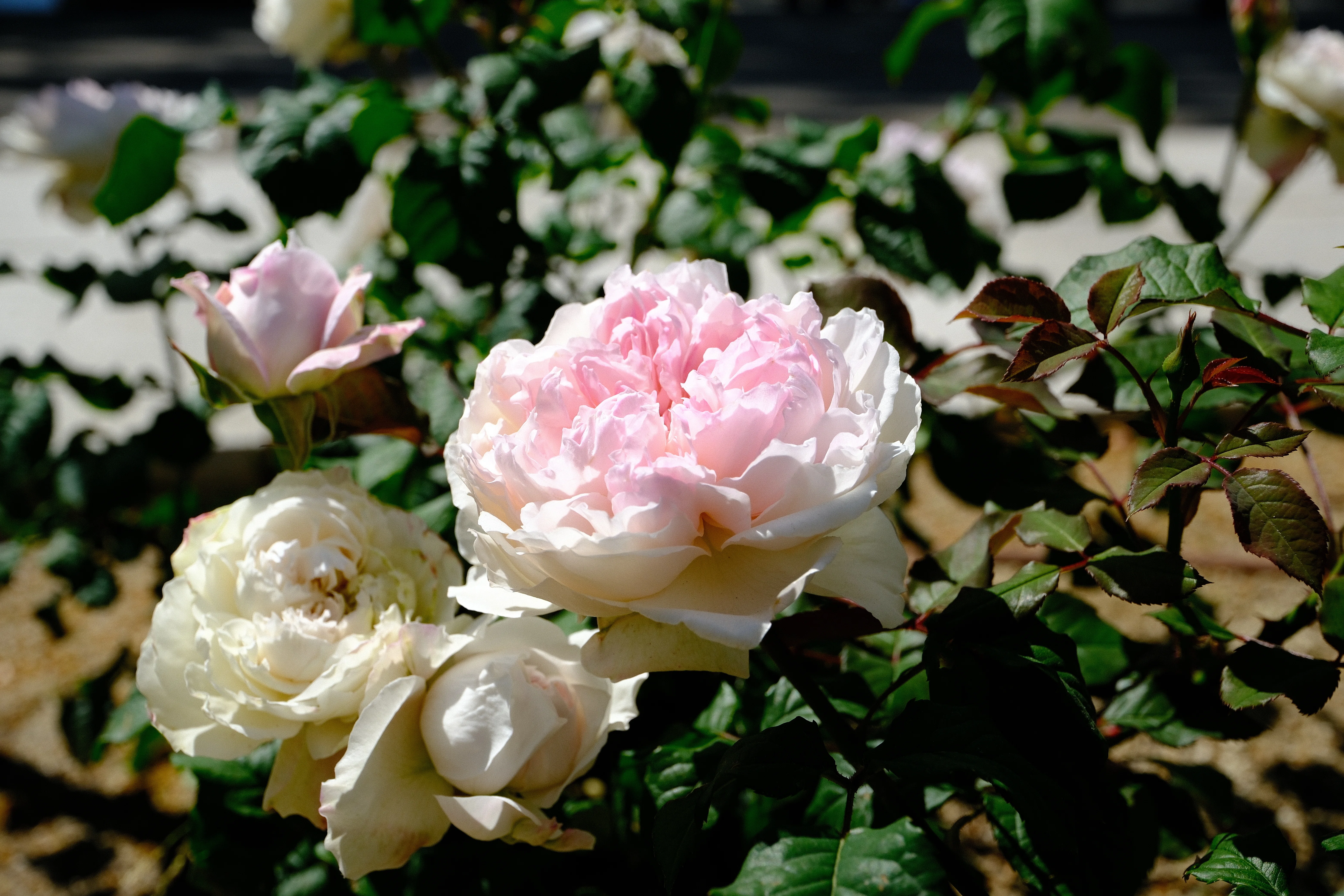 📷X-T30III × 🌹Nakanoshima Rose Garden | 🇯🇵Crochet｜ぱぽにゃん🌹🌳