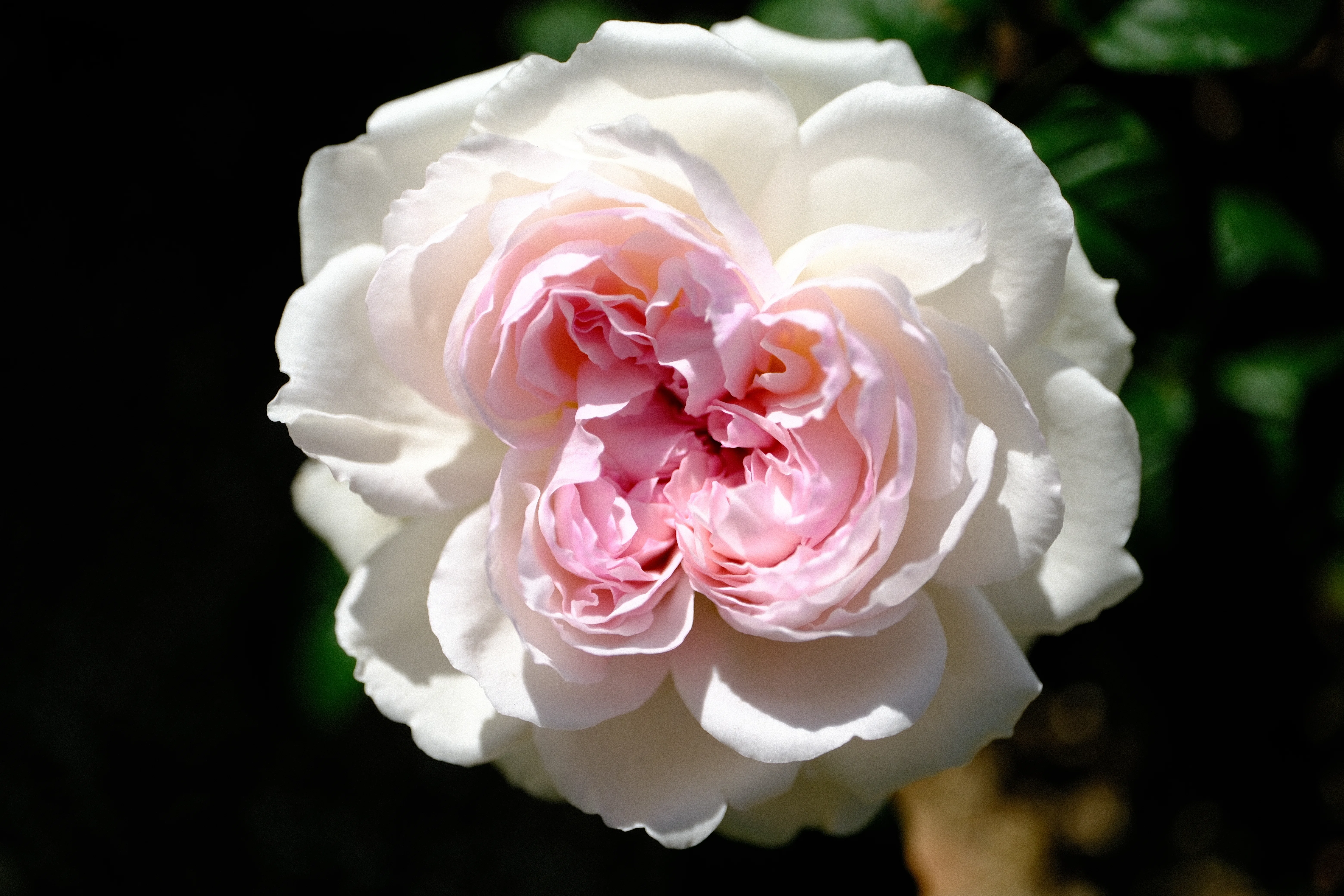 📷X-T30III × 🌹Nakanoshima Rose Garden | 🇯🇵Crochet｜ぱぽにゃん🌹🌳