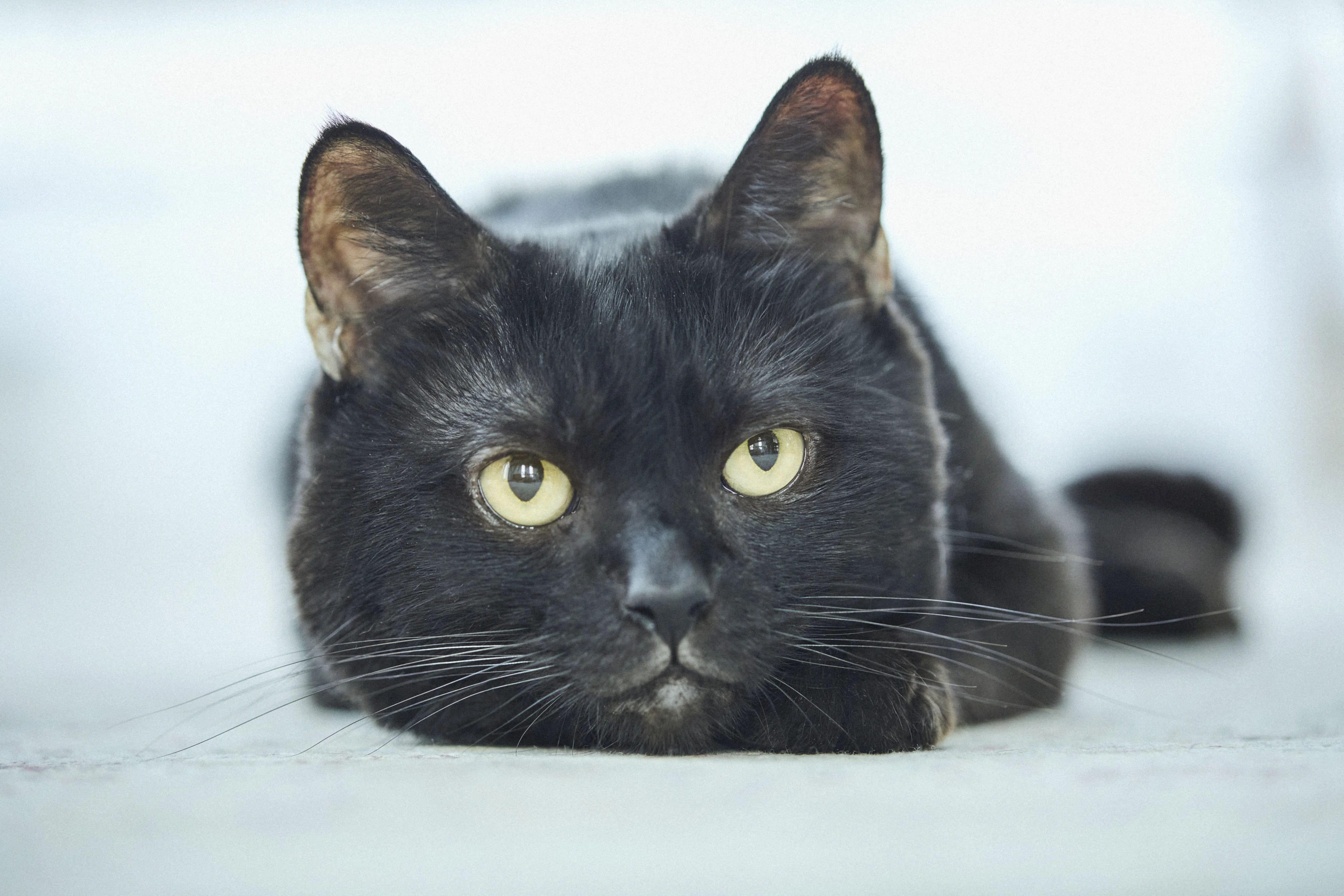 黒猫（感謝） 8/17は黒猫感謝の日！黒猫をフォトジェニックに撮る5つのコツ