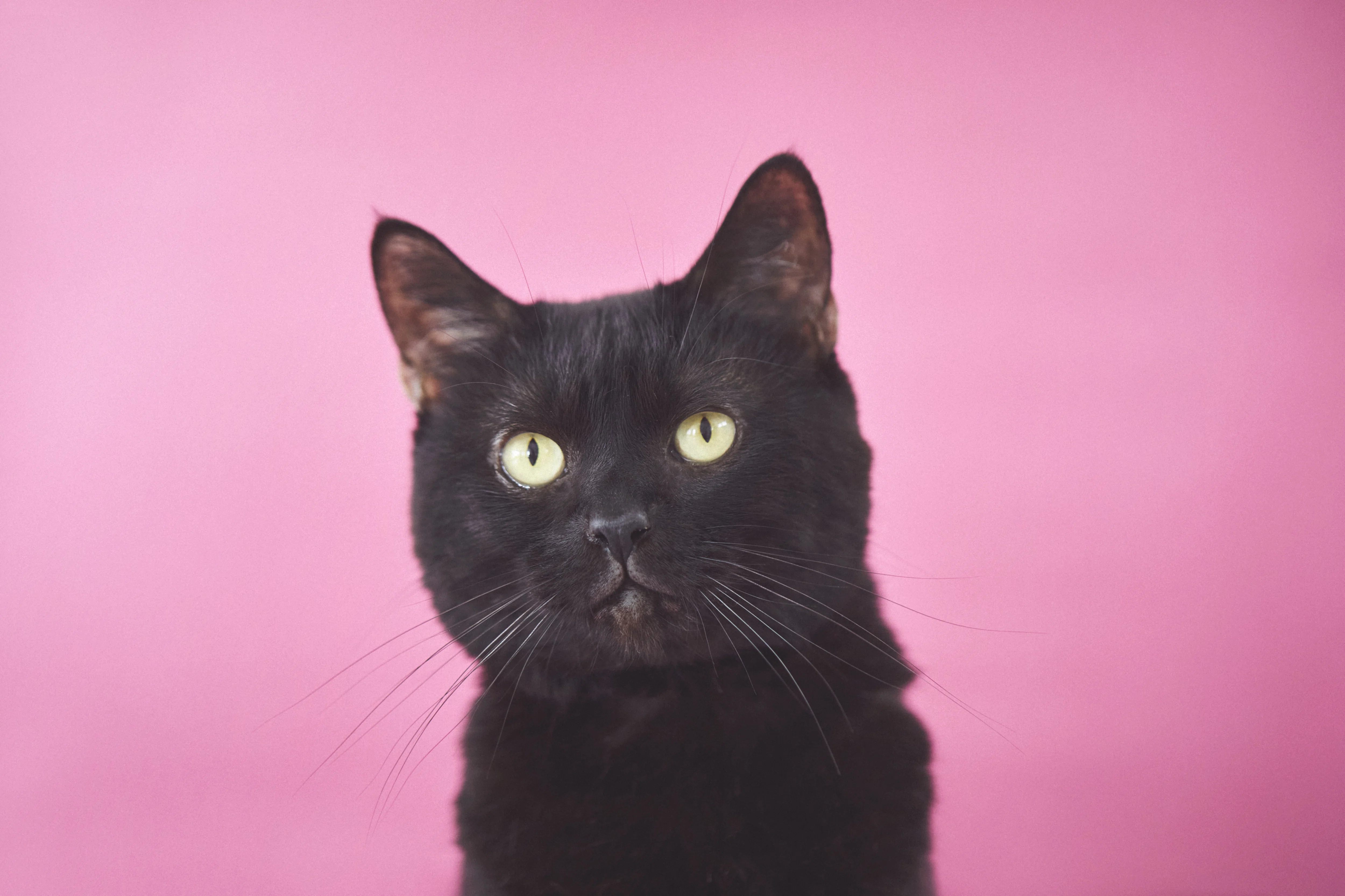 8/17は黒猫感謝の日！黒猫をフォトジェニックに撮る5つのコツ