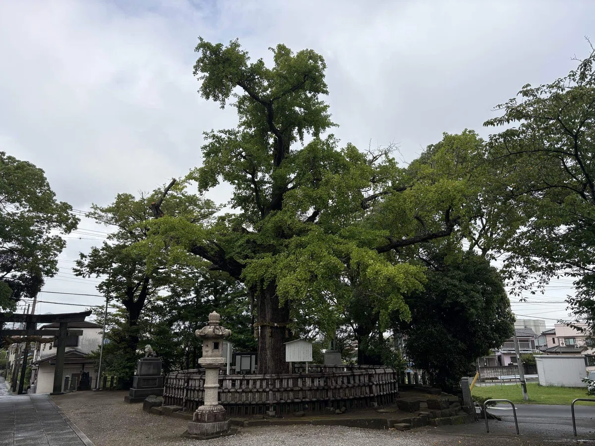 画像