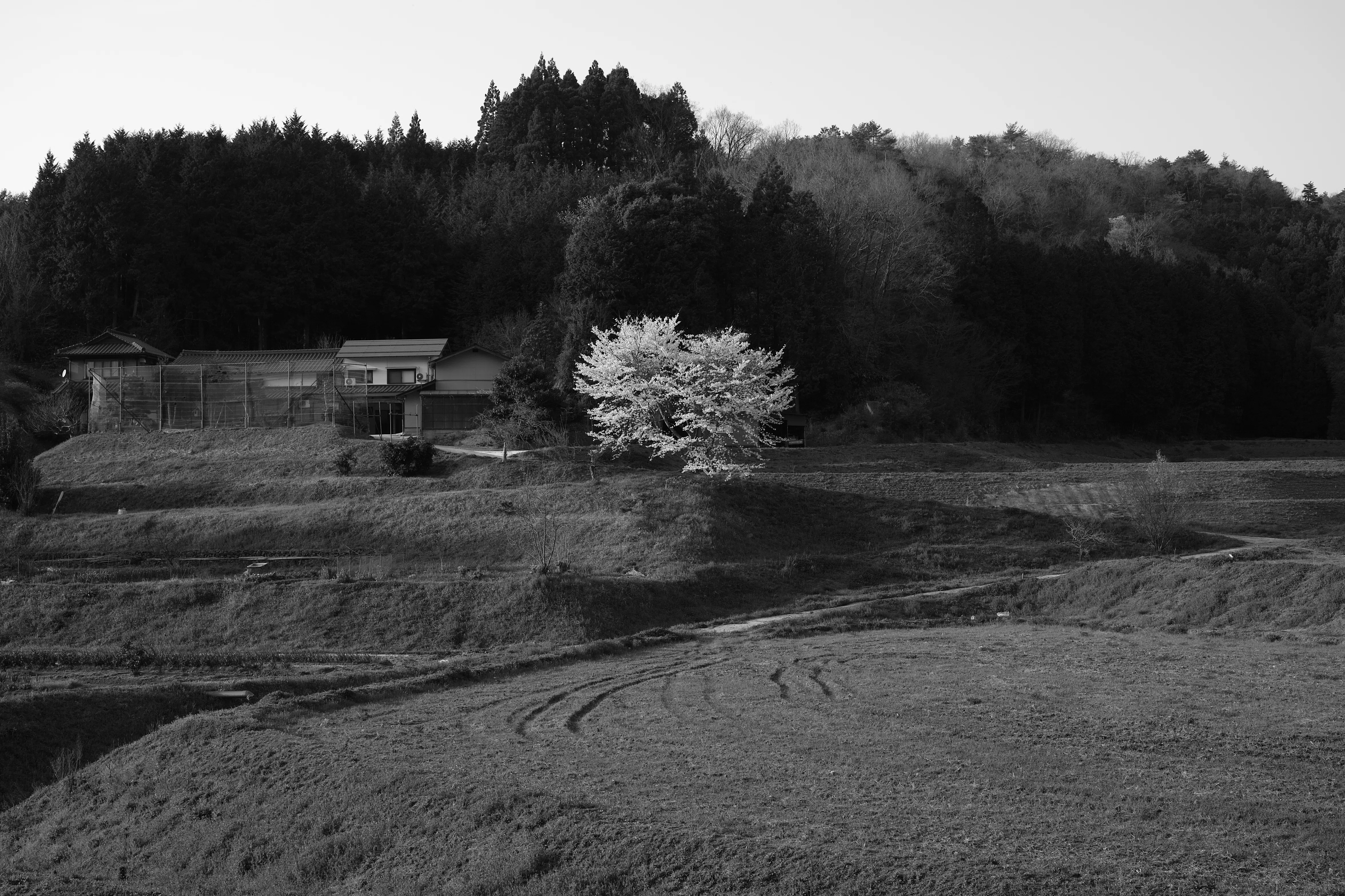 SIGMA DP2 Merrillを5年使って分かったこと｜最悪な使い勝手だからこそ
