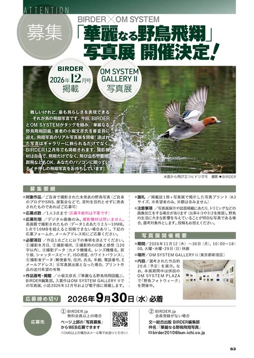 BIRDER9月号の見どころ｜ブンイチ（文一総合出版）