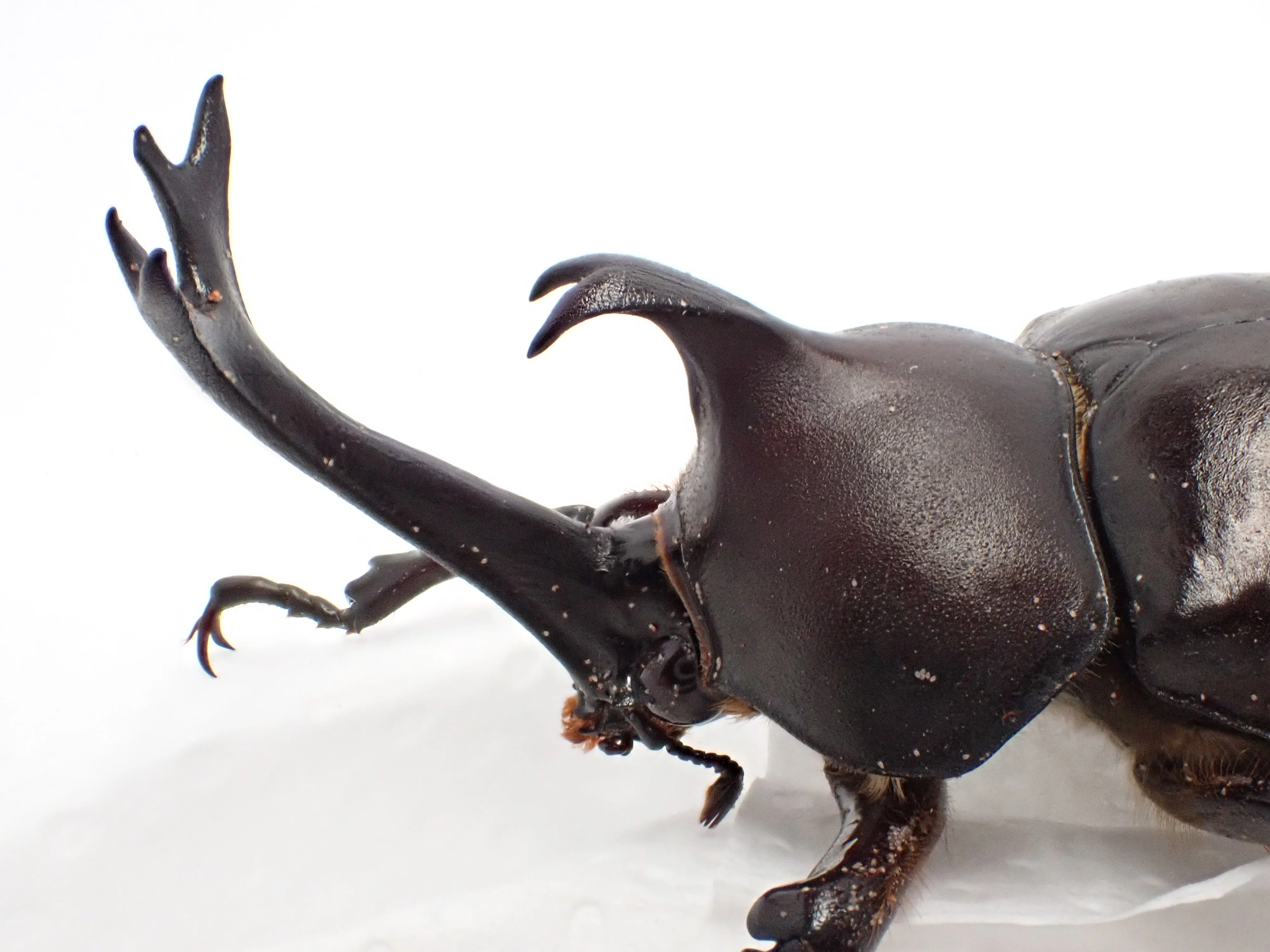 INSECT × DESK】 vol.2 | カブトムシ｜Shukororin | 昆虫採集・3D