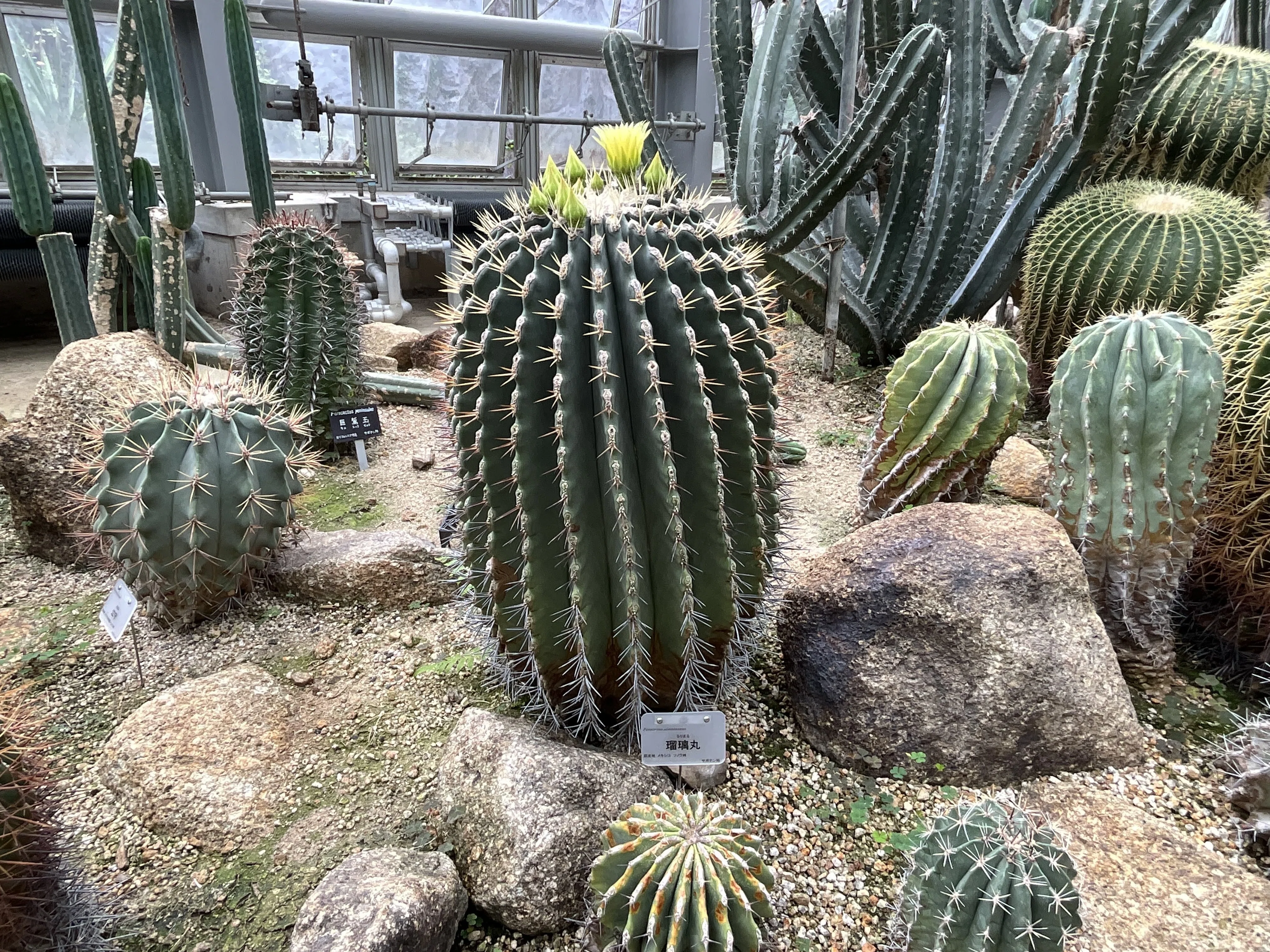 サボテンの瑠璃丸の花（京都府立植物園）：2026年8月13日（木）｜藤井