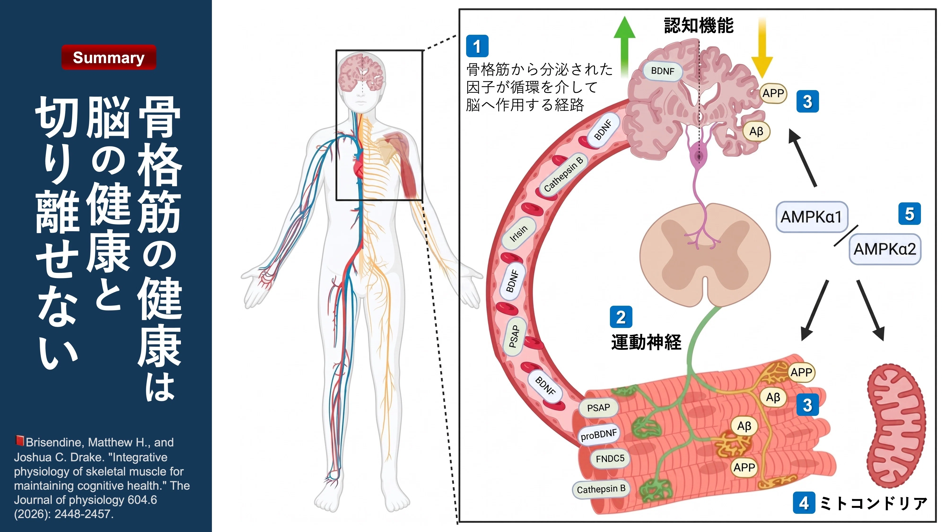 授業の様子2年生の筋骨格系理学療法学の授業風景（2022.11.14 筋膜