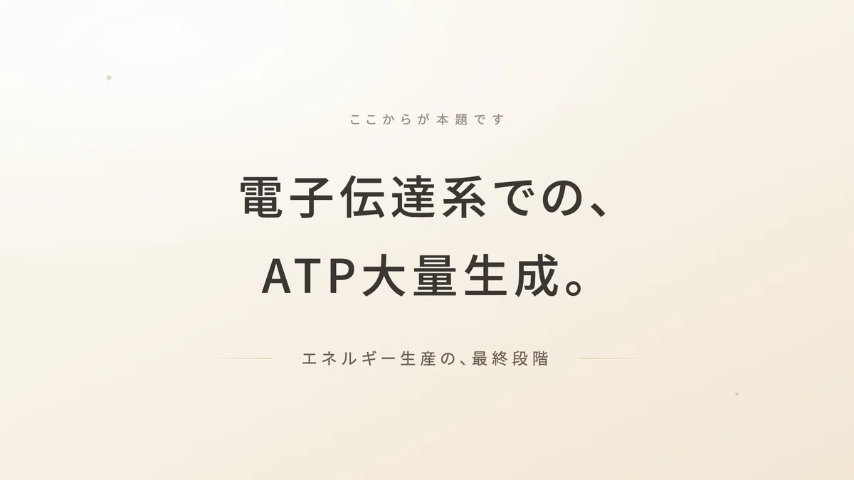 解糖系クエン酸回路電子伝達系 | 精密栄養学