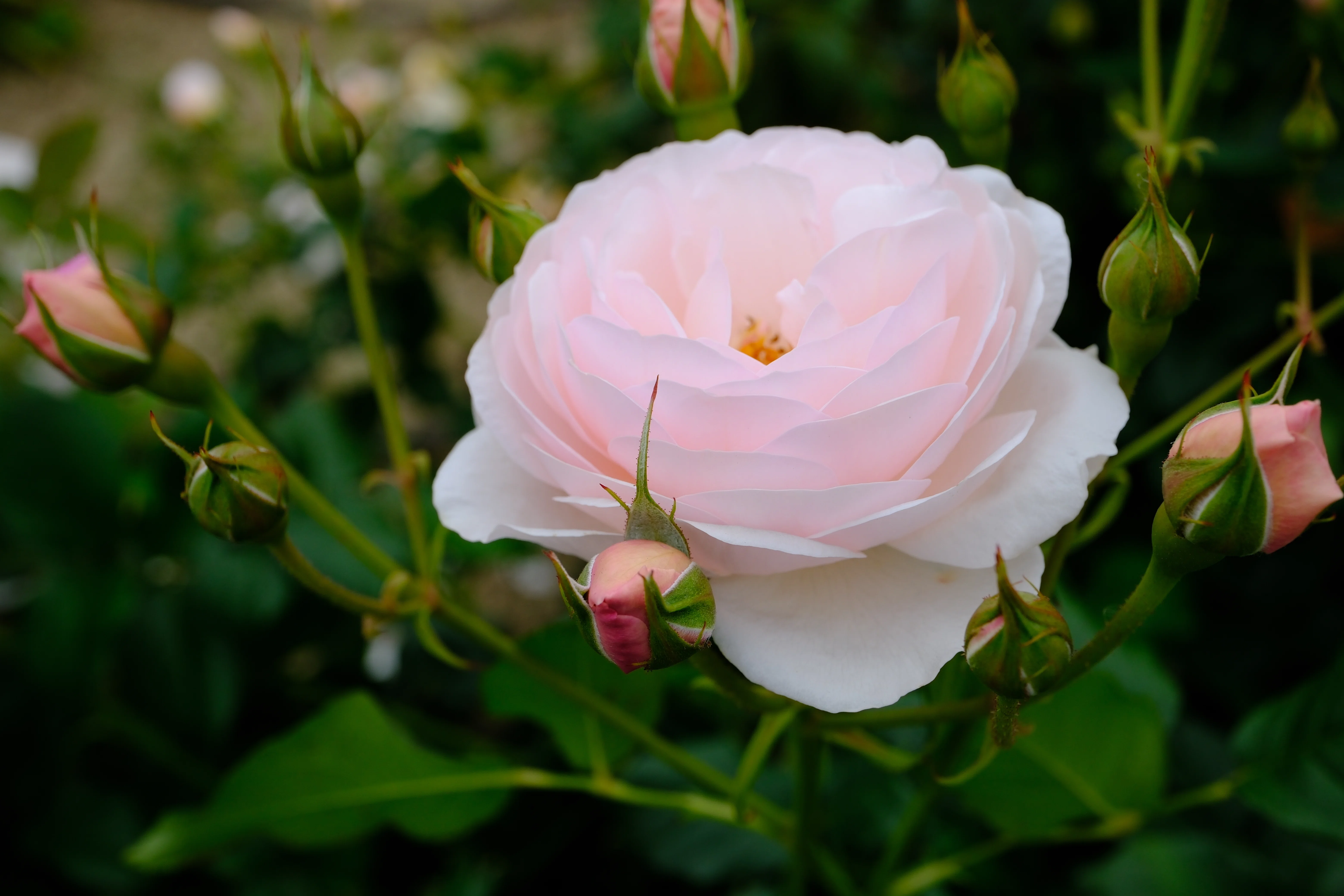 📷X-T30III × 🌹中之島バラ園 ｜ 🇬🇧ヘリテージ（Heritage）｜ぱぽ