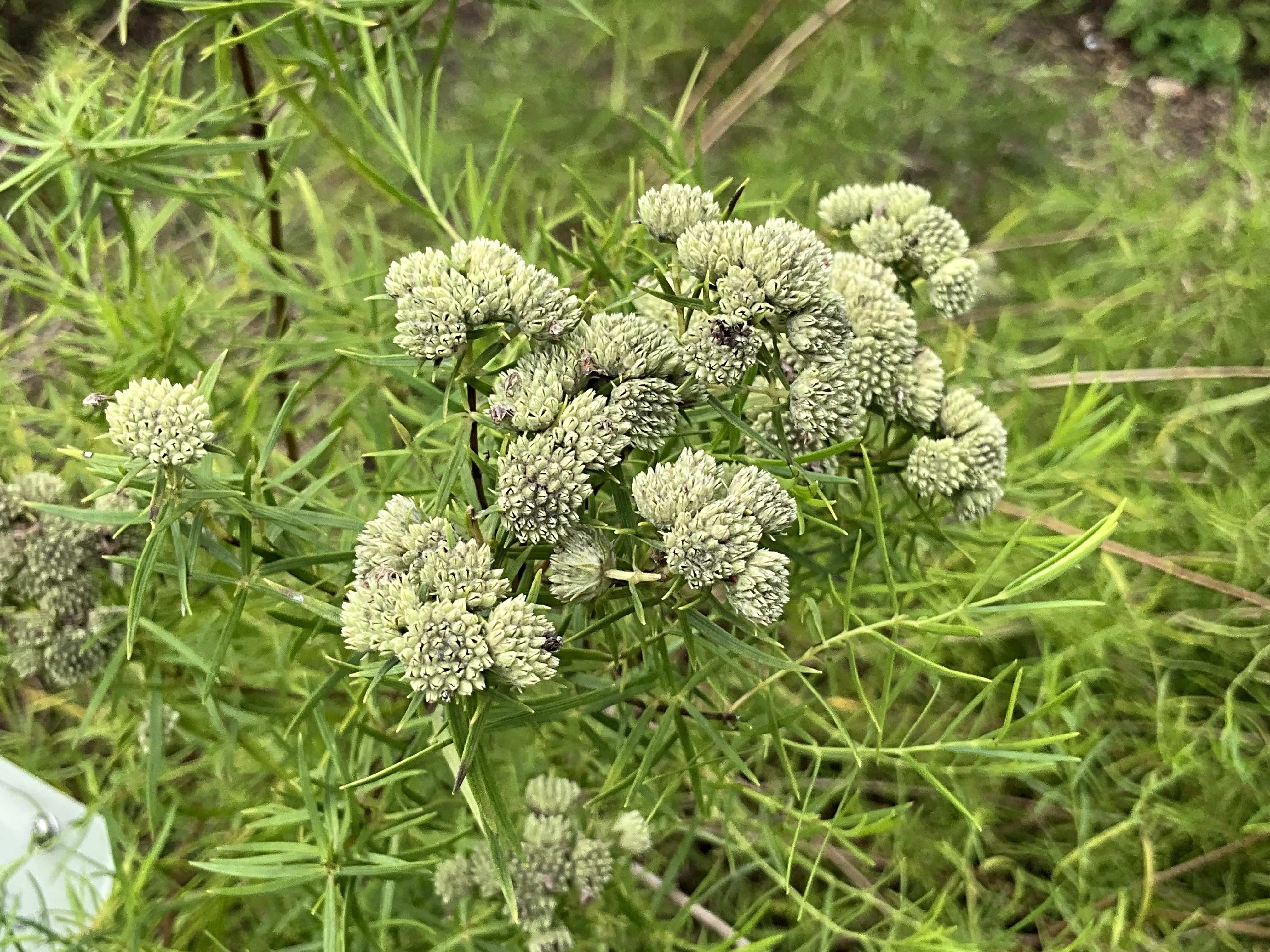 マウンテンミント（京都府立植物園）：2026年8月14日（金）｜藤井秀昭