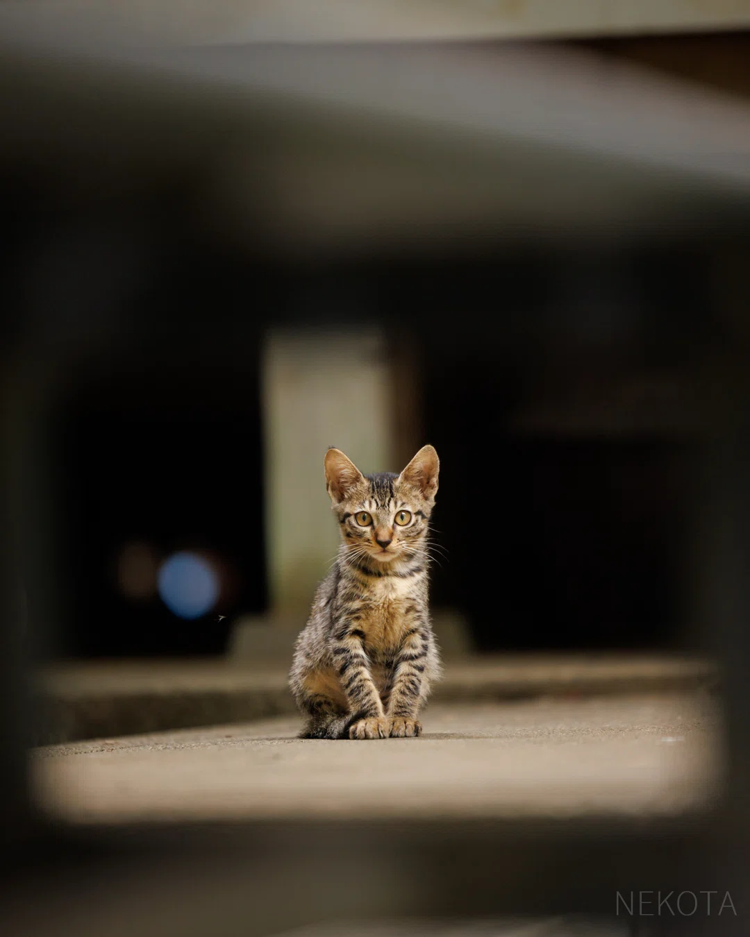 みつかっちゃった】｜猫写真家 猫田晃広（Akihiro Nekota）