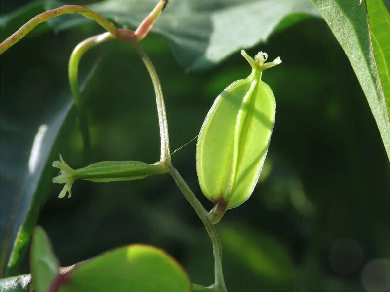 オニ ドコロ （鬼 野老） の 花序 に 咲く 「雌 花」 と… 育ち 始めた