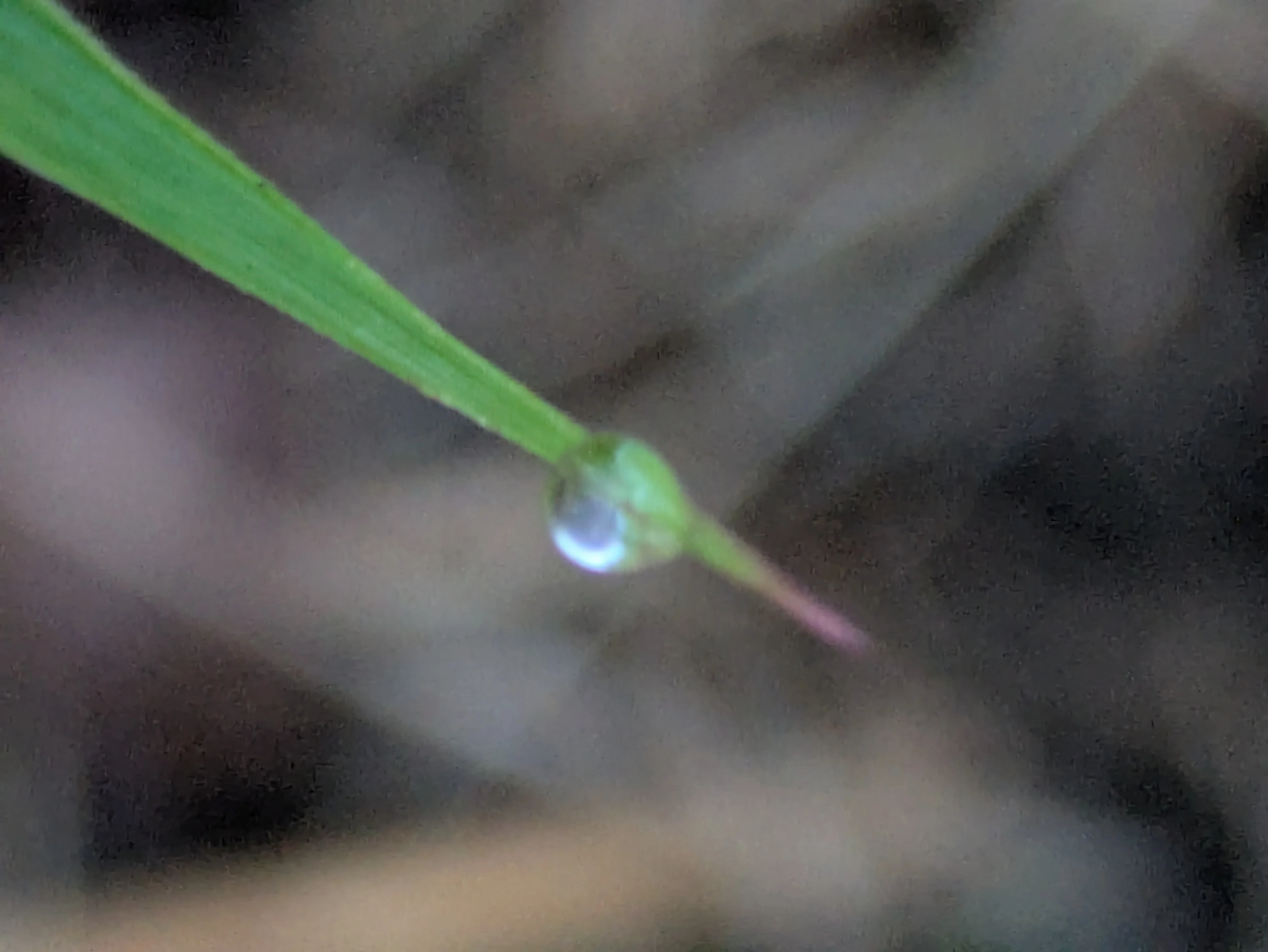 今朝の水滴｜ichiro70