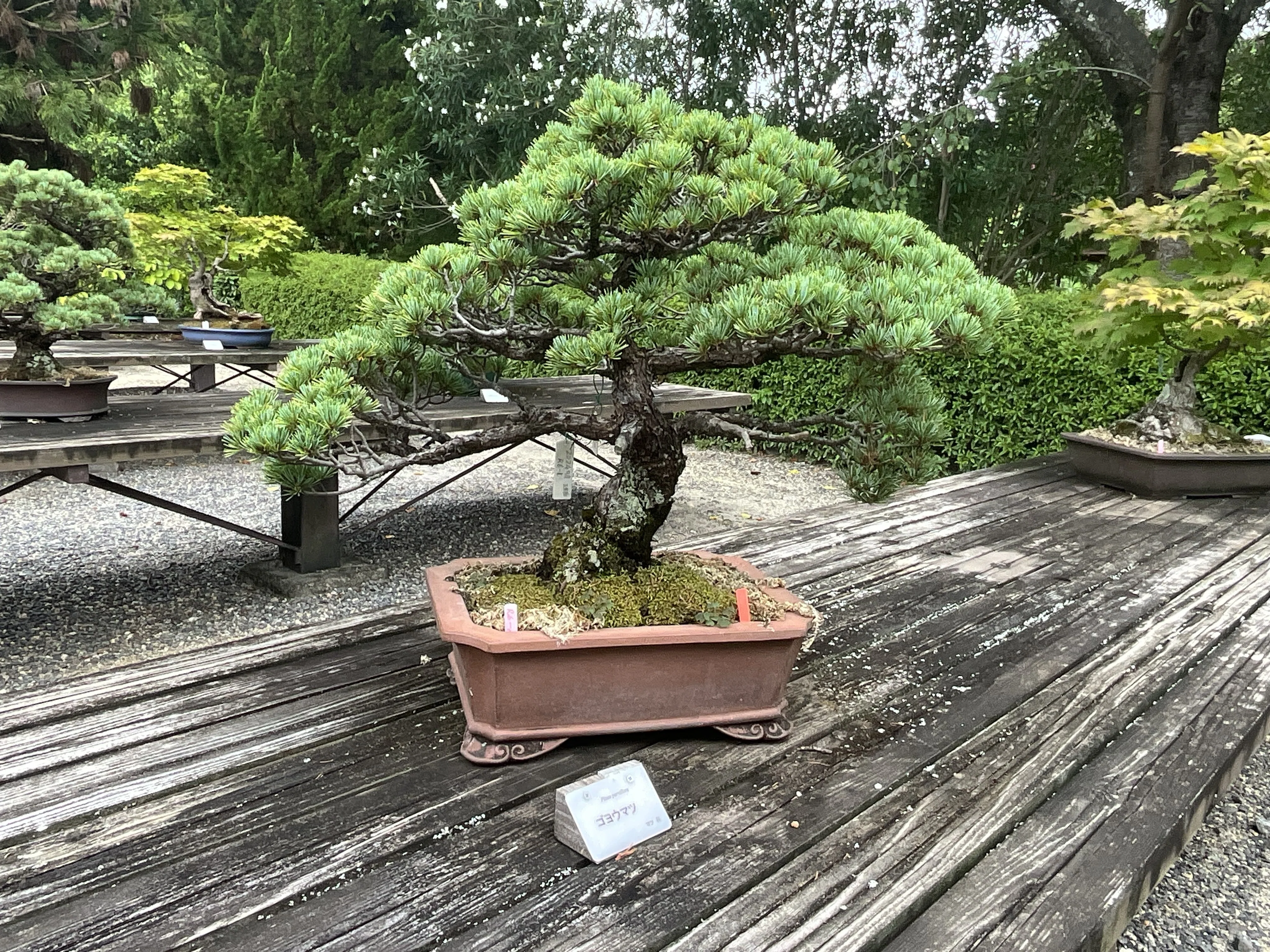 盆栽・鉢物展示場（京都府立植物園）：2026年8月15日（土）｜藤井秀昭
