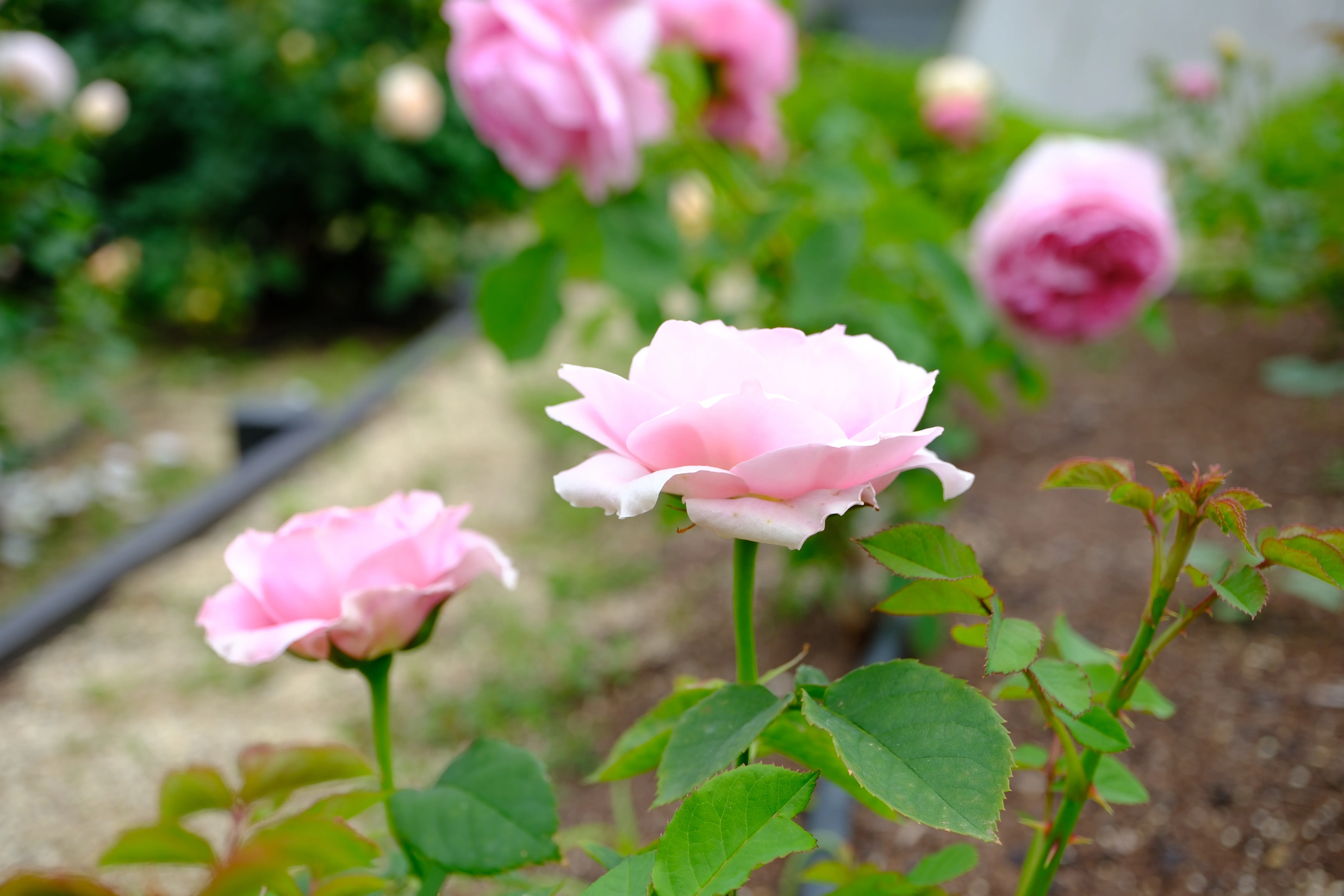 📷X-T30III × 🌹中之島バラ園 ｜ 🇬🇧ライラック・ローズ（Lilac Rose