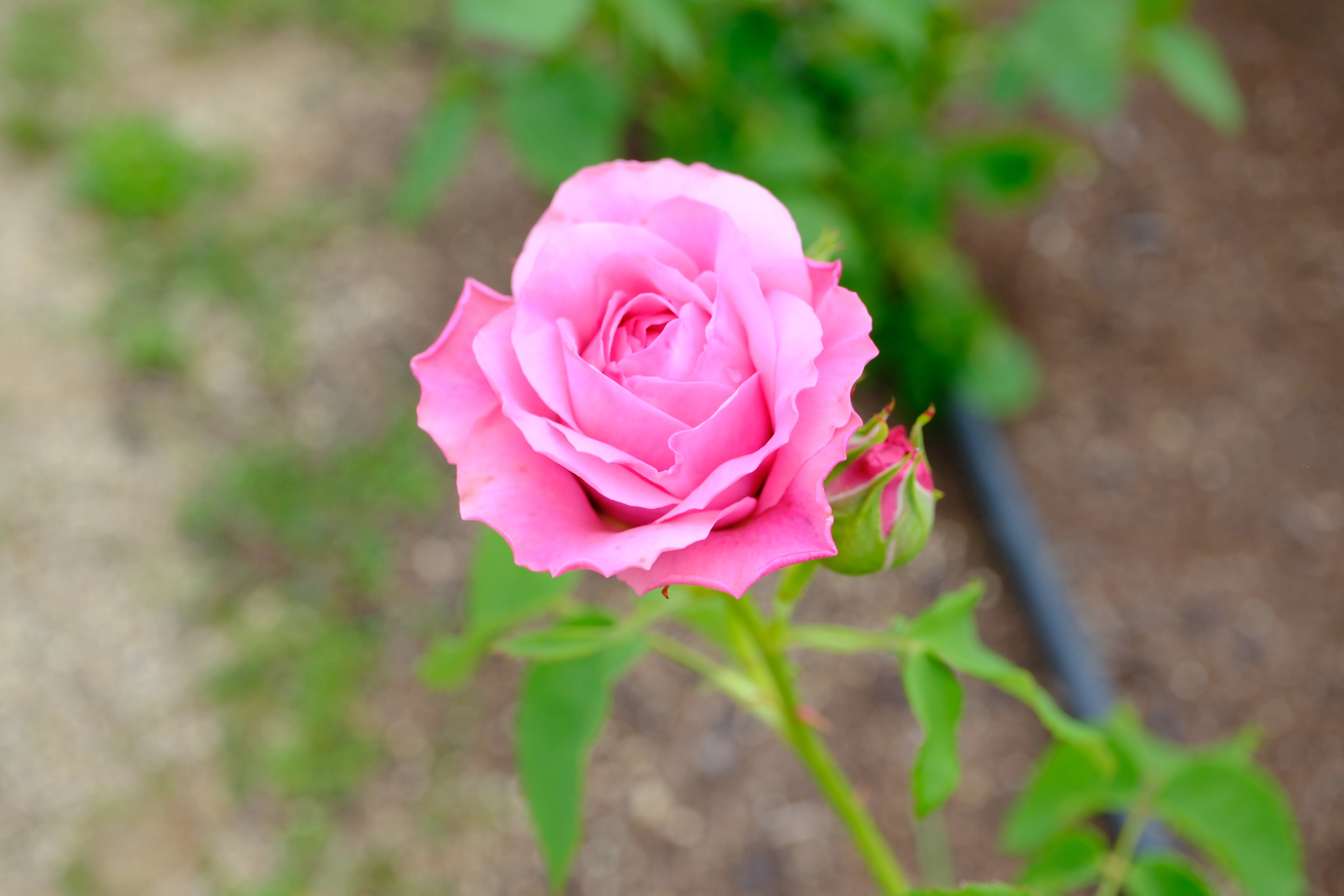 📷X-T30III × 🌹中之島バラ園 ｜ 🇬🇧ライラック・ローズ（Lilac Rose